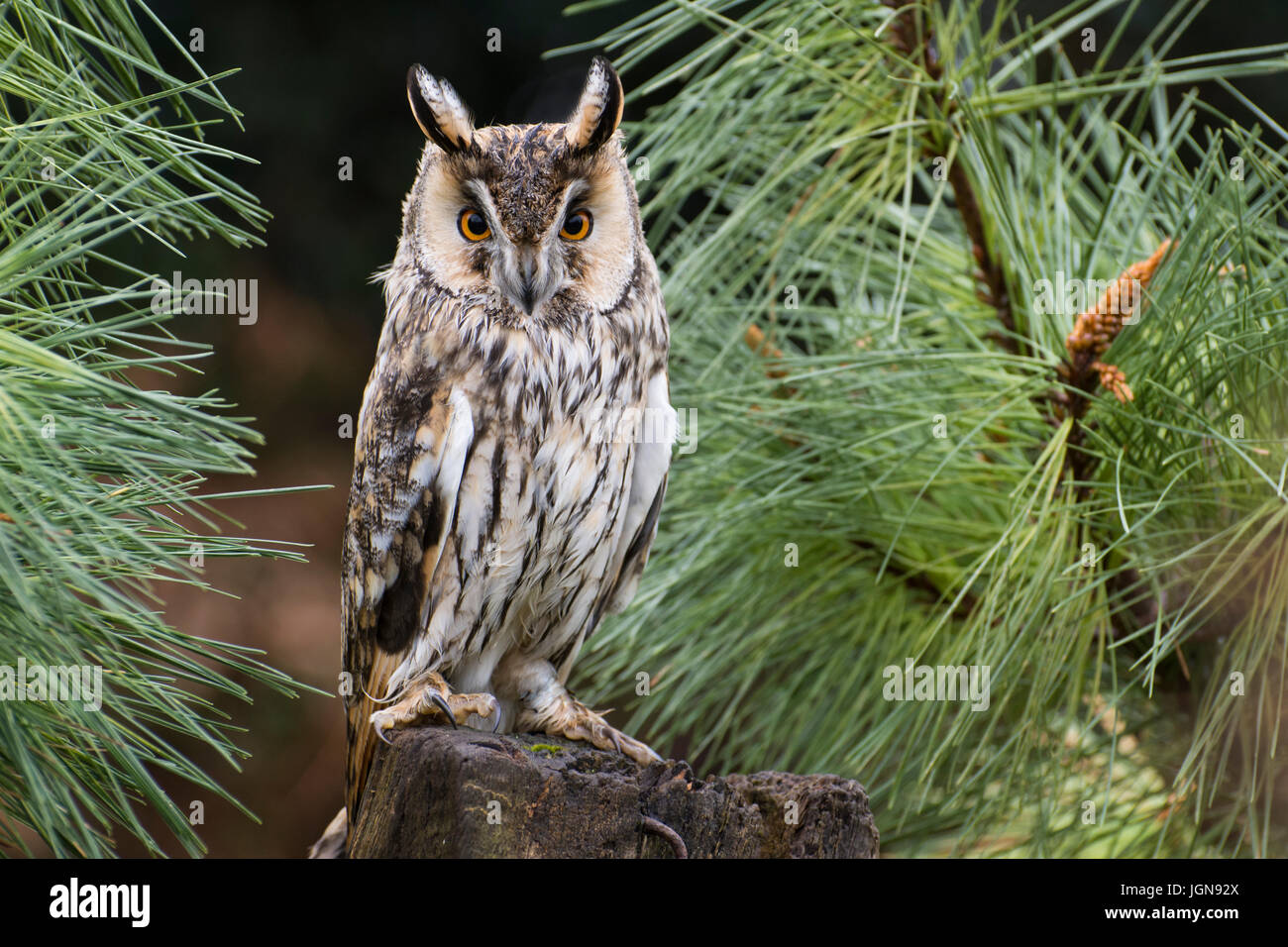 Long eared Owl (Asio otus) - UK Banque D'Images