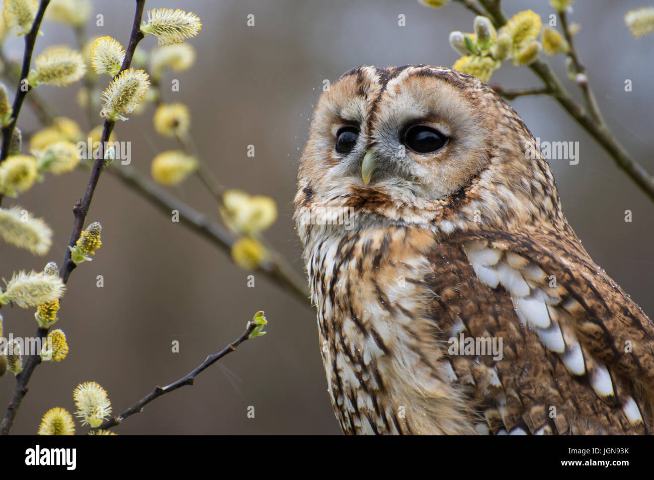 Awny Owl Strix Aluco enr - UK, Banque D'Images