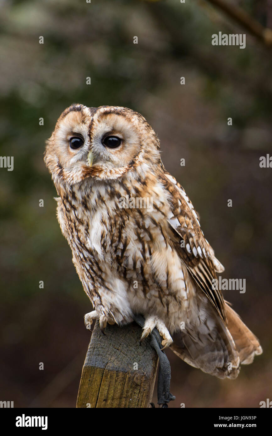 Tawny owl (Strix Aluco enr) sur un panneau en bois dans la campagne anglaise - UK Banque D'Images