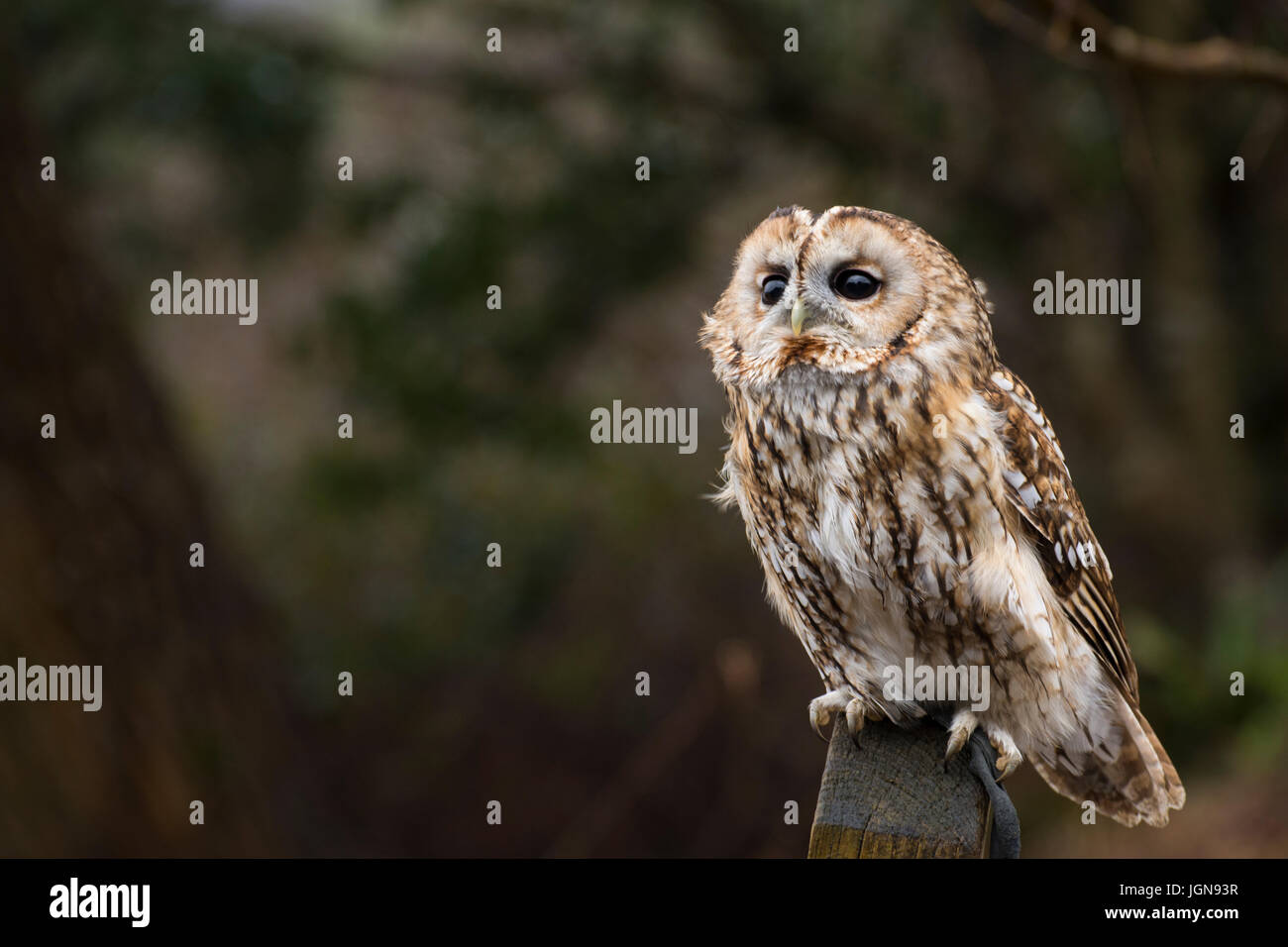 Tawny owl (Strix Aluco enr) sur un panneau en bois dans la campagne anglaise - UK Banque D'Images