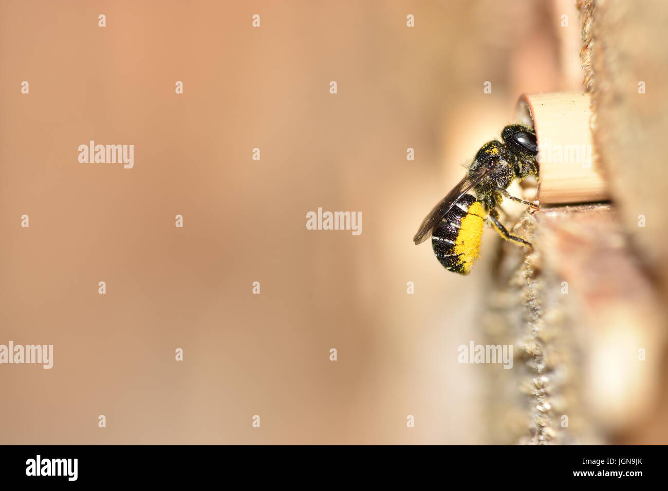 Abeille solitaire (Heriades résine crenulatus) ce qui porte le pollen des fleurs de l'Aster (Asteraceae) de son nid dans un creux de la tige de roseau. L'entrée d'un hôtel d'insectes. Banque D'Images