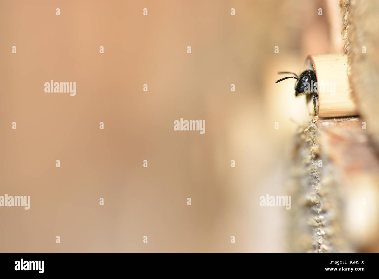 Abeille solitaire (Heriades Résine crenulatus) à la recherche et de quitter son nid dans un creux de la tige de roseau dans un hôtel d'insectes. Banque D'Images