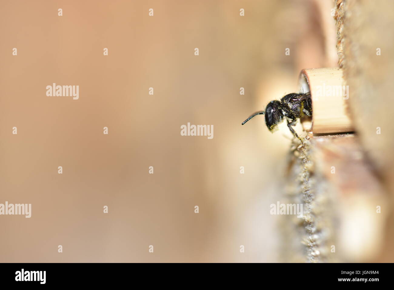 Abeille solitaire (Heriades Résine crenulatus) à la recherche et de quitter son nid dans un creux de la tige de roseau dans un hôtel d'insectes. Banque D'Images
