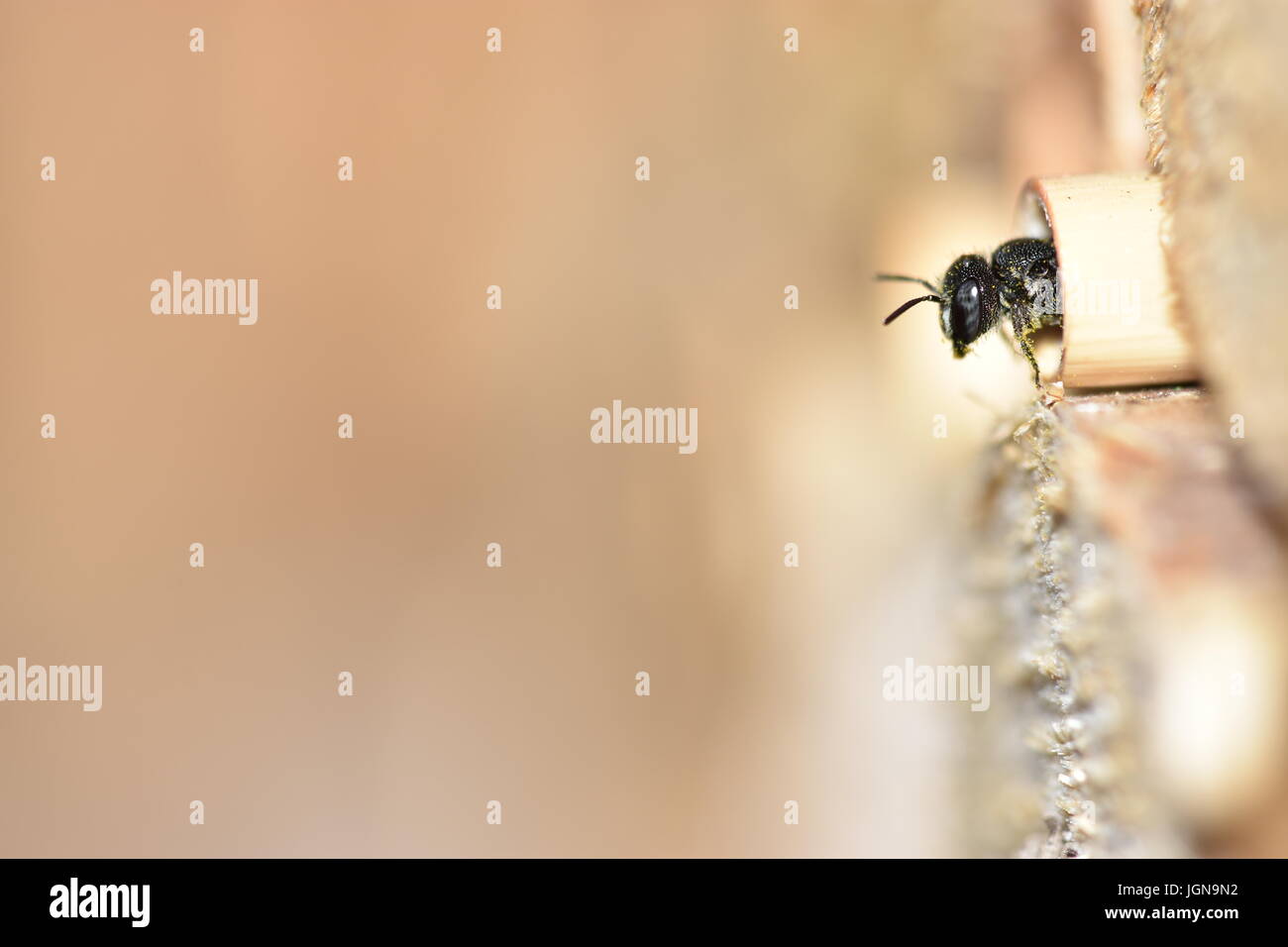 Abeille solitaire (Heriades Résine crenulatus) à la recherche et de quitter son nid dans un creux de la tige de roseau dans un hôtel d'insectes. Banque D'Images