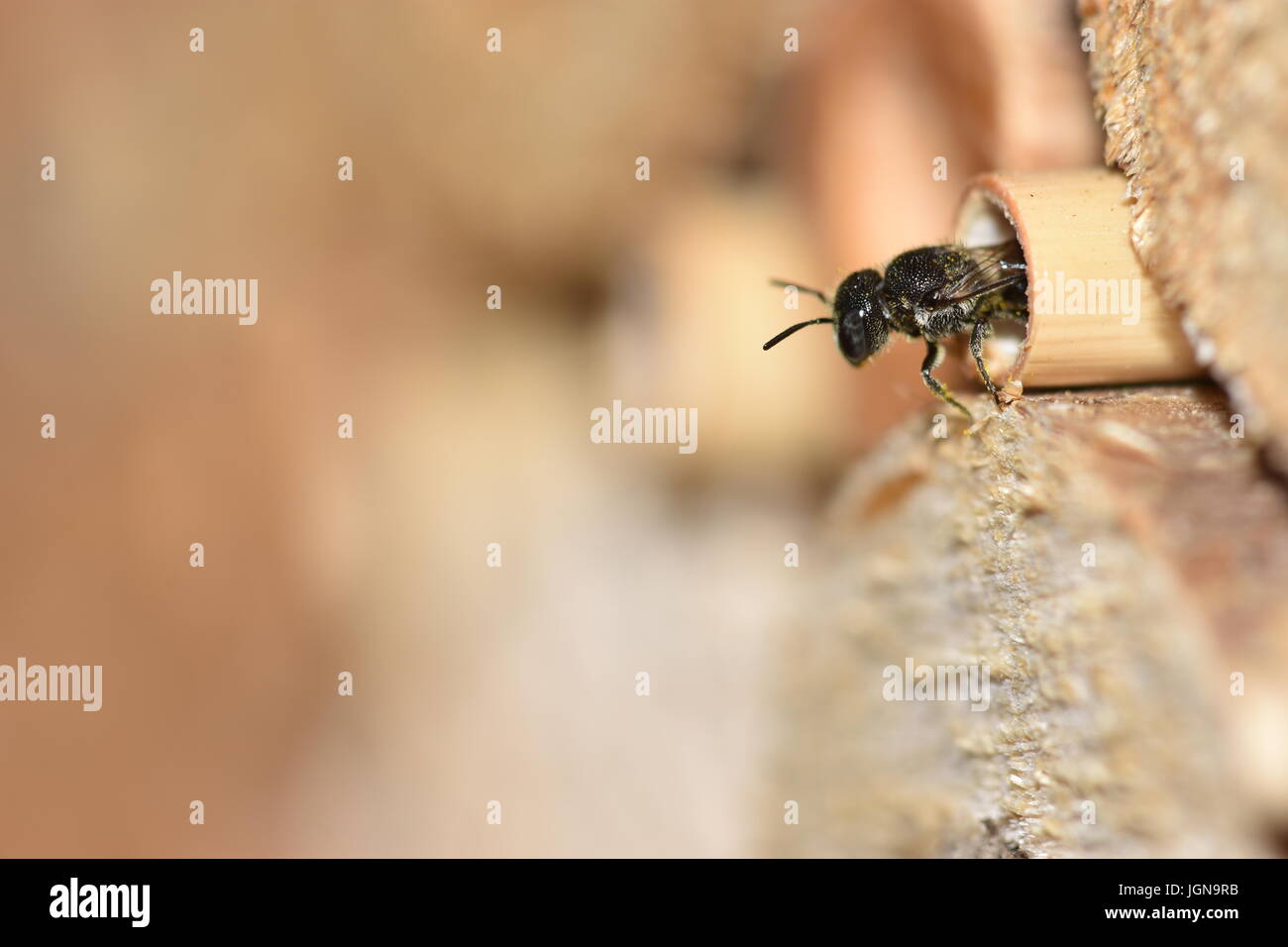 Abeille solitaire (Heriades Résine crenulatus) à la recherche et de quitter son nid dans un creux de la tige de roseau dans un hôtel d'insectes. Banque D'Images