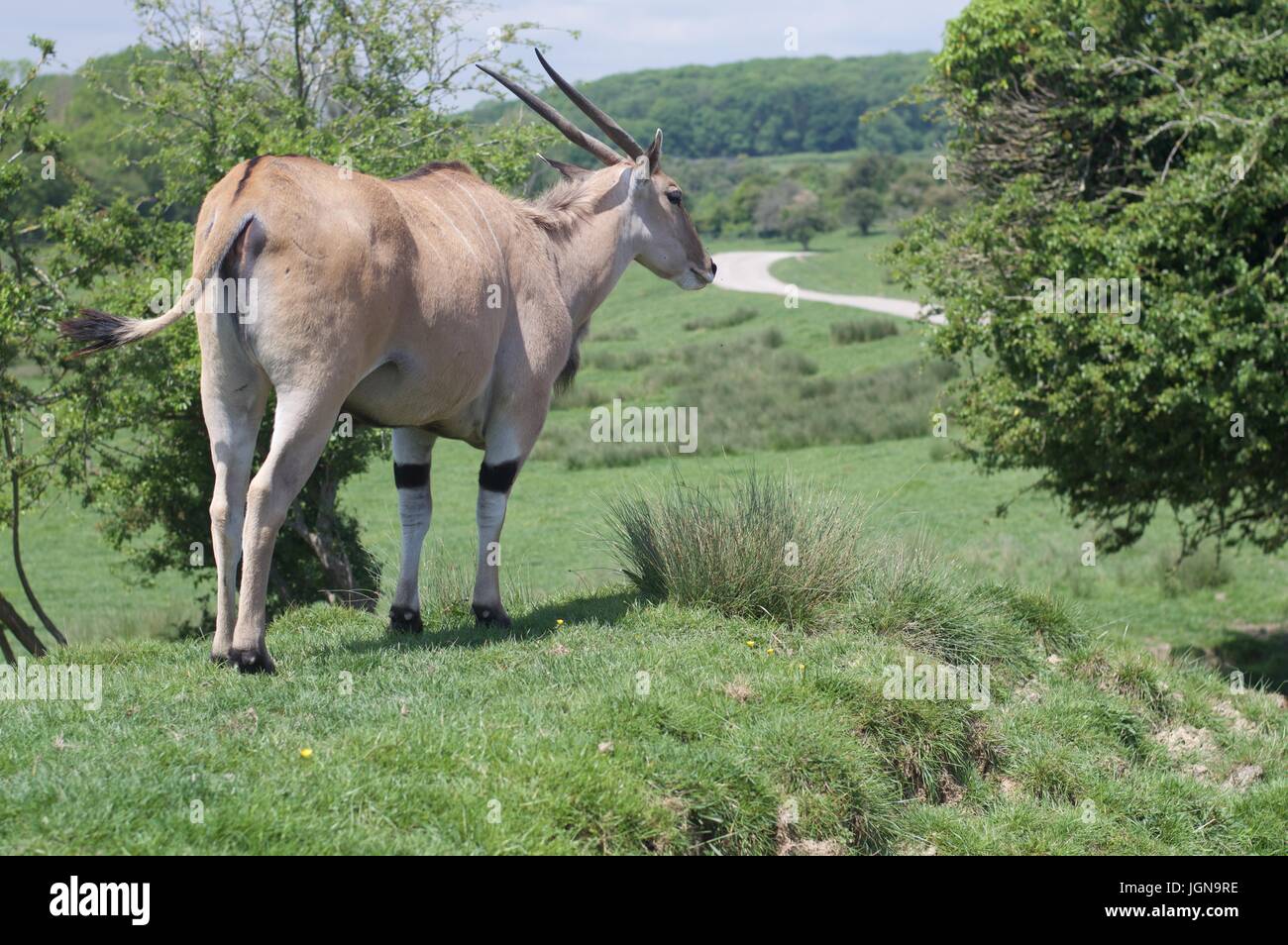 À l'élan géant Safari Park Port Lympne Banque D'Images