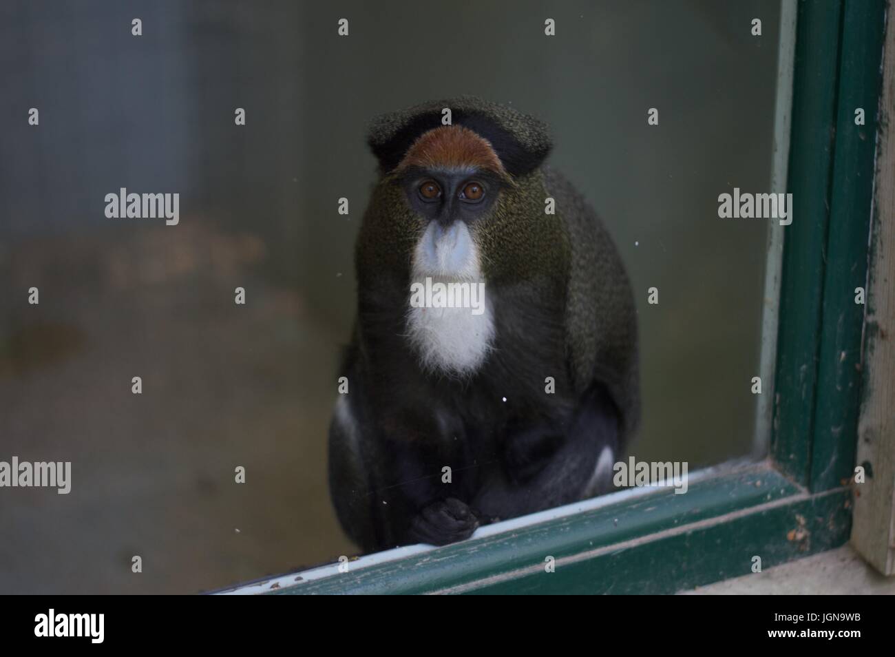 De Brazza''s Monkey, le Parc Safari de Port Lympne Banque D'Images