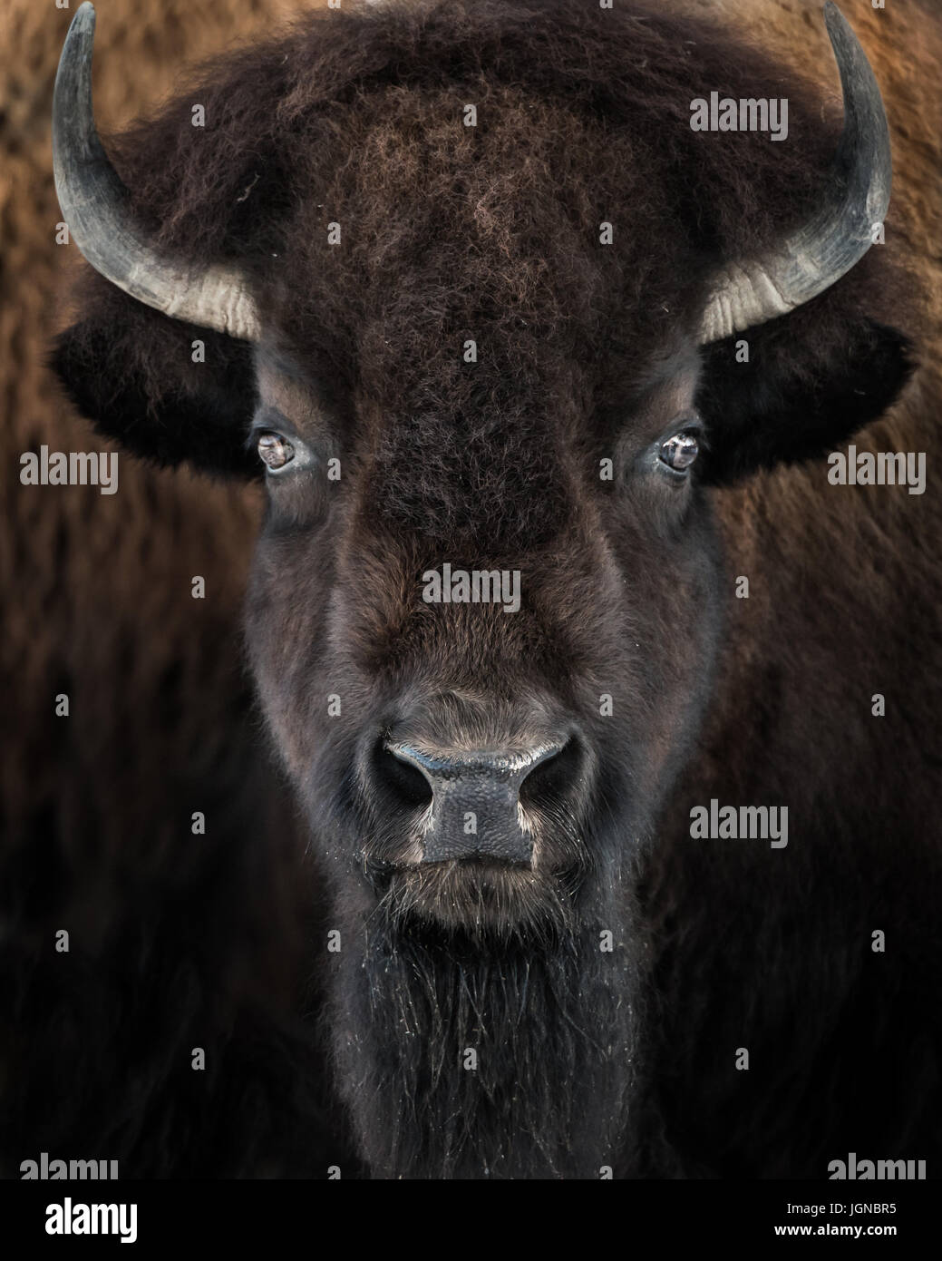 Closeup Portrait of frontal un bison d'Amérique Adultes Banque D'Images