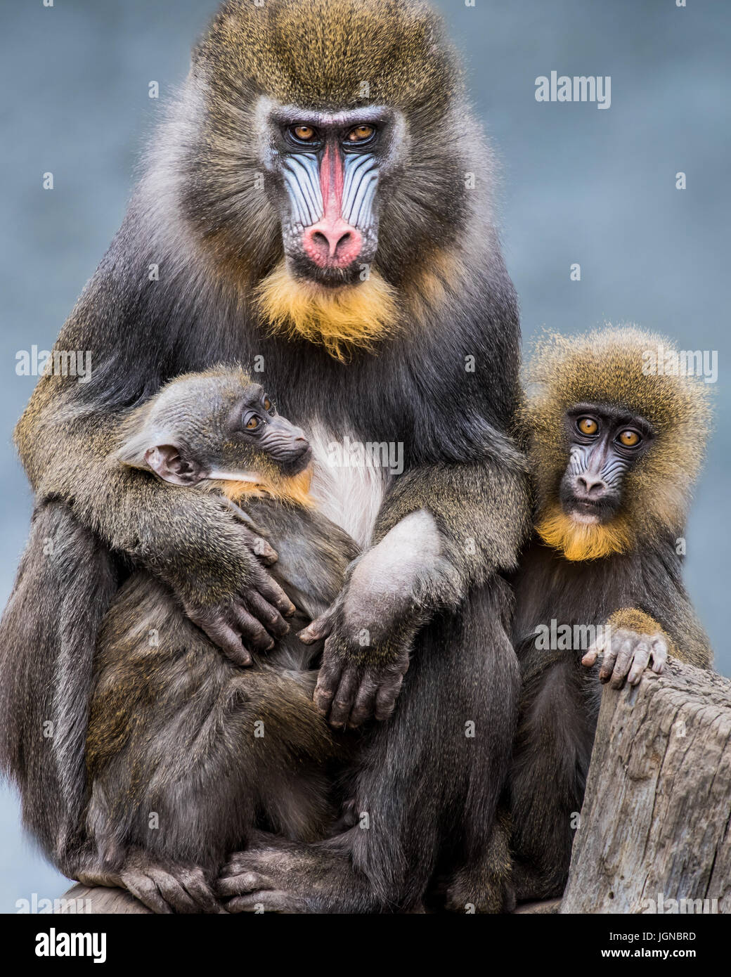 Portrait d'un Mandrill frontale contre une famille fond bleu tacheté Banque D'Images Portrait d'un Mandrill frontale contre une famille fond bleu tacheté Banque D'Images
