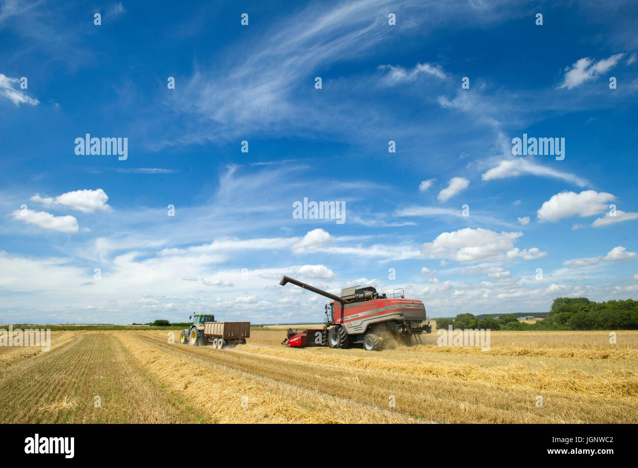 Dorset, UK. 09 juillet 2017. Météo britannique. La récolte des cultures de blé aux agriculteurs dorset près de Badbury Rings comme la canicule se poursuit sur la côte sud de l'Angleterre, de Crédit : John Beasley/Alamy Live News Banque D'Images