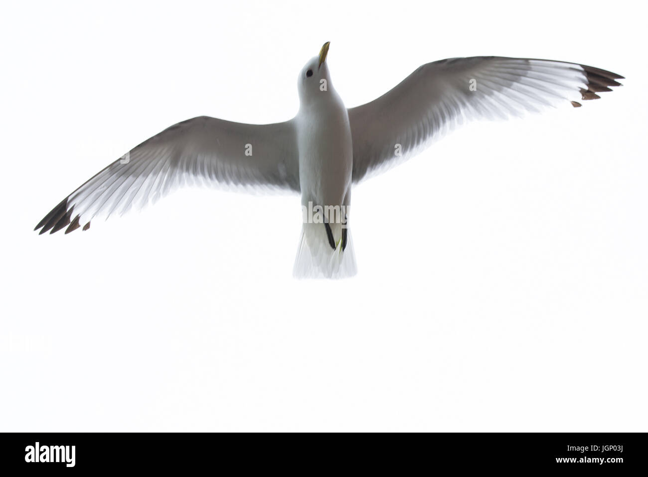 Mouette tridactyle (Rissa tridactyla), en vol Banque D'Images