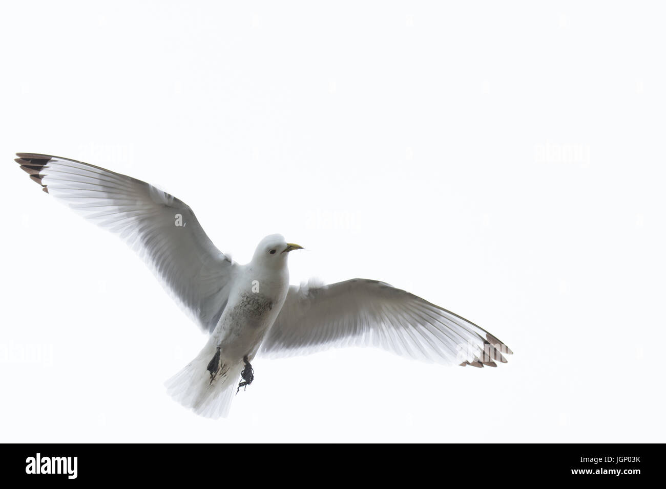 Mouette tridactyle (Rissa tridactyla), en vol Banque D'Images