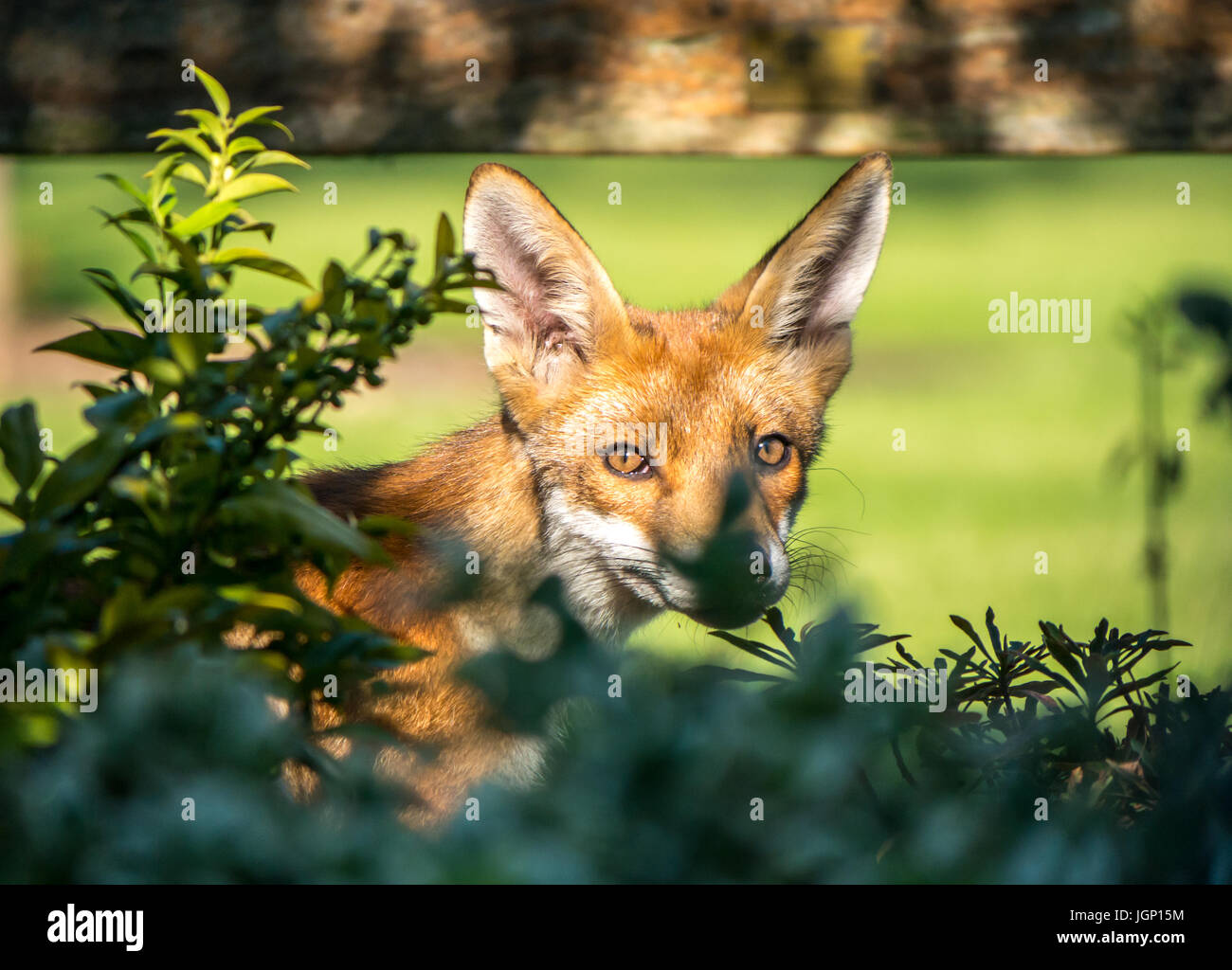 Gros plan du renard urbain, Vulpes, vulpes, dans le jardin de Londres vu à travers les buissons, Angleterre, Royaume-Uni Banque D'Images