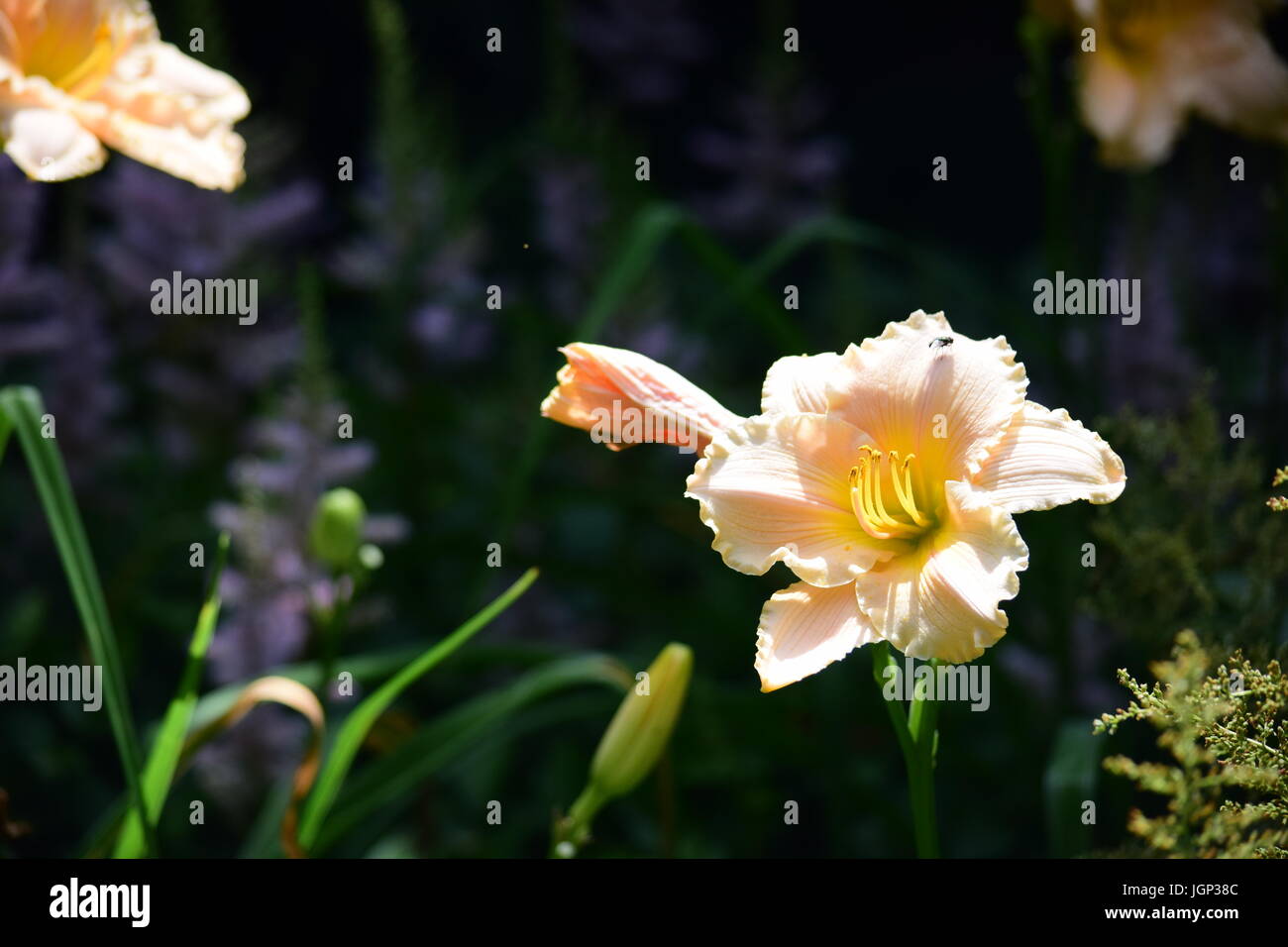 Des fleurs dans le parc Banque D'Images