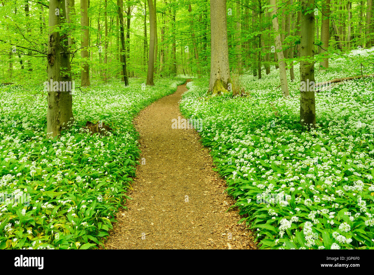 Sentier de randonnée qui serpente dans la forêt hêtre naturel, la floraison Ramsom (Allium ursinum), UNESCO du patrimoine mondial naturel Banque D'Images