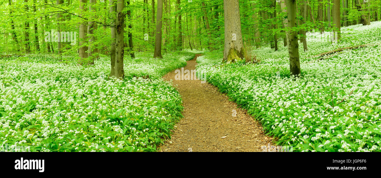 Sentier de randonnée qui serpente dans la forêt hêtre naturel, la floraison Ramsom (Allium ursinum), UNESCO du patrimoine mondial naturel Banque D'Images