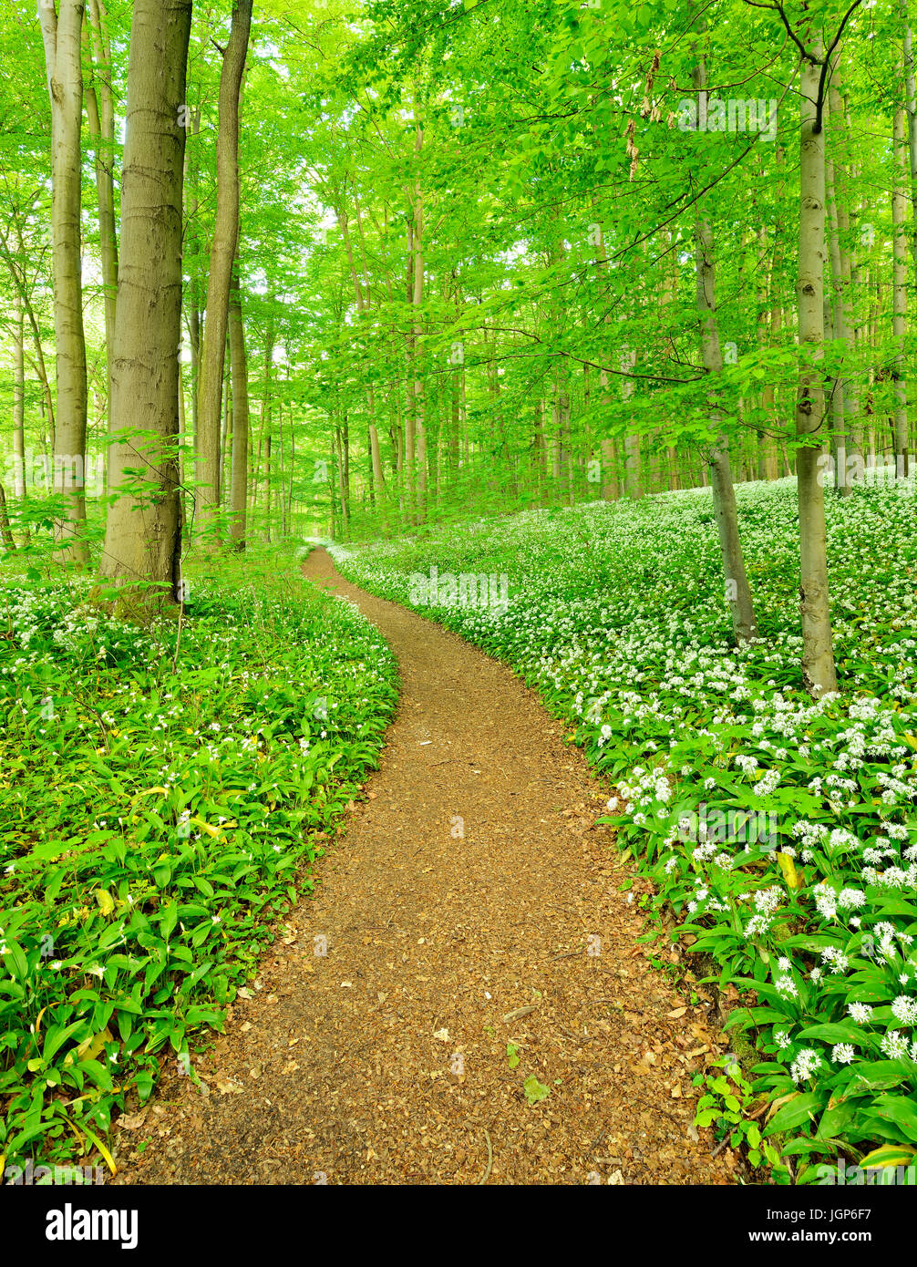 Sentier de randonnée qui serpente dans la forêt hêtre naturel, la floraison Ramsom (Allium ursinum), UNESCO du patrimoine mondial naturel Banque D'Images
