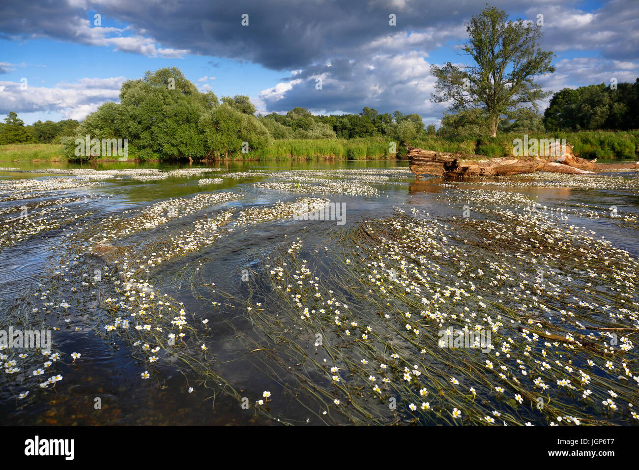 L'eau de rivière-crowfoot (Ranunculus fluitans) du bassin de la rivière, près de Dessau, au milieu de la réserve de biosphère de l'Elbe, Saxe-Anhalt, Allemagne Banque D'Images