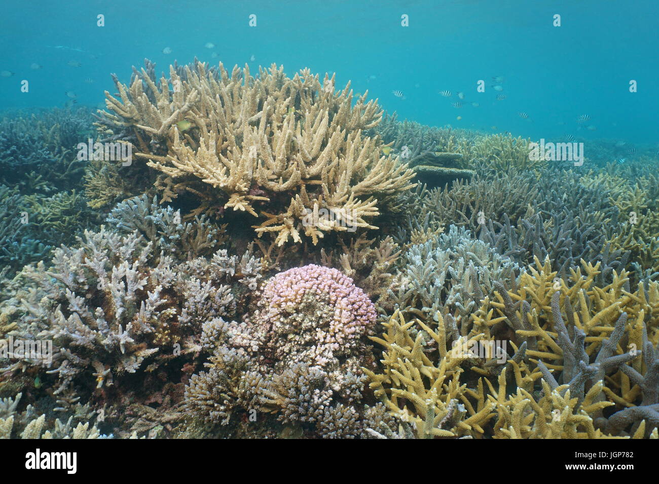 Sous l'océan Pacifique sud en bon état des récifs coralliens, Nouvelle Calédonie, Océanie Banque D'Images