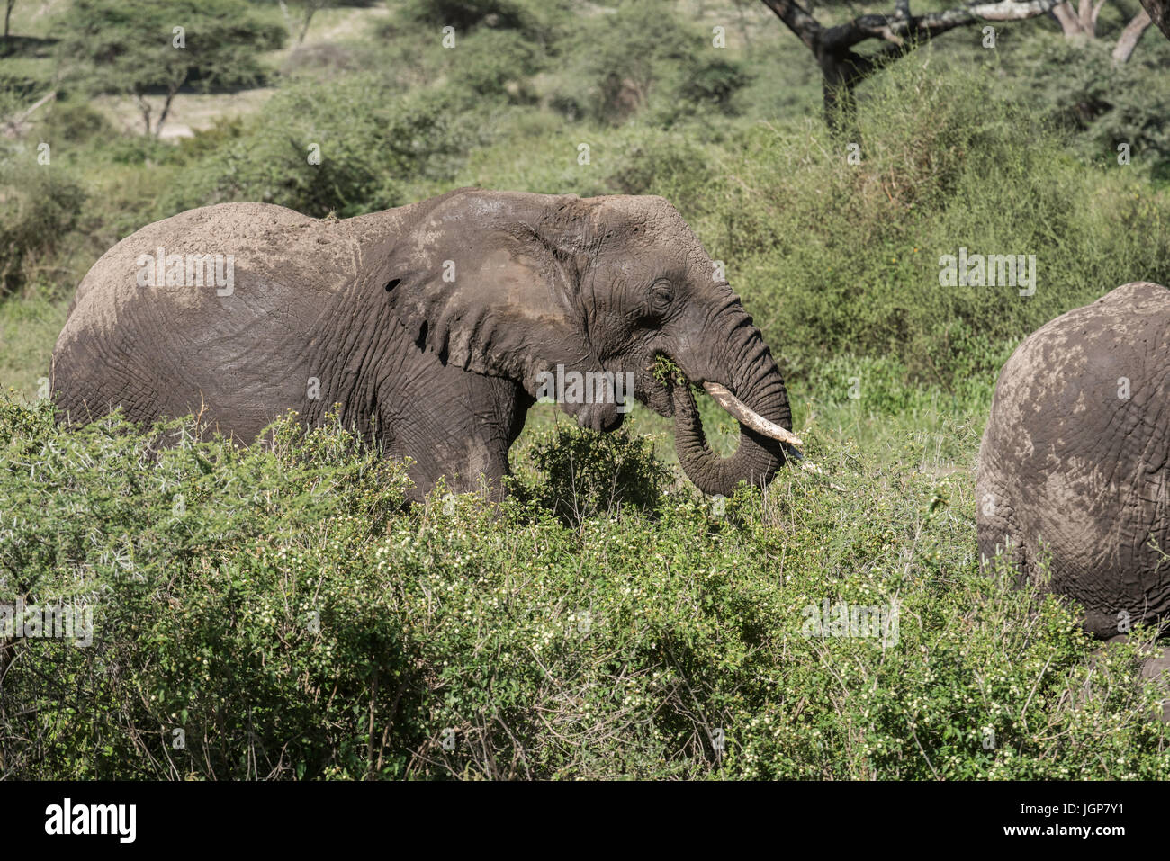 Manger l'éléphant, Tanzanie Banque D'Images