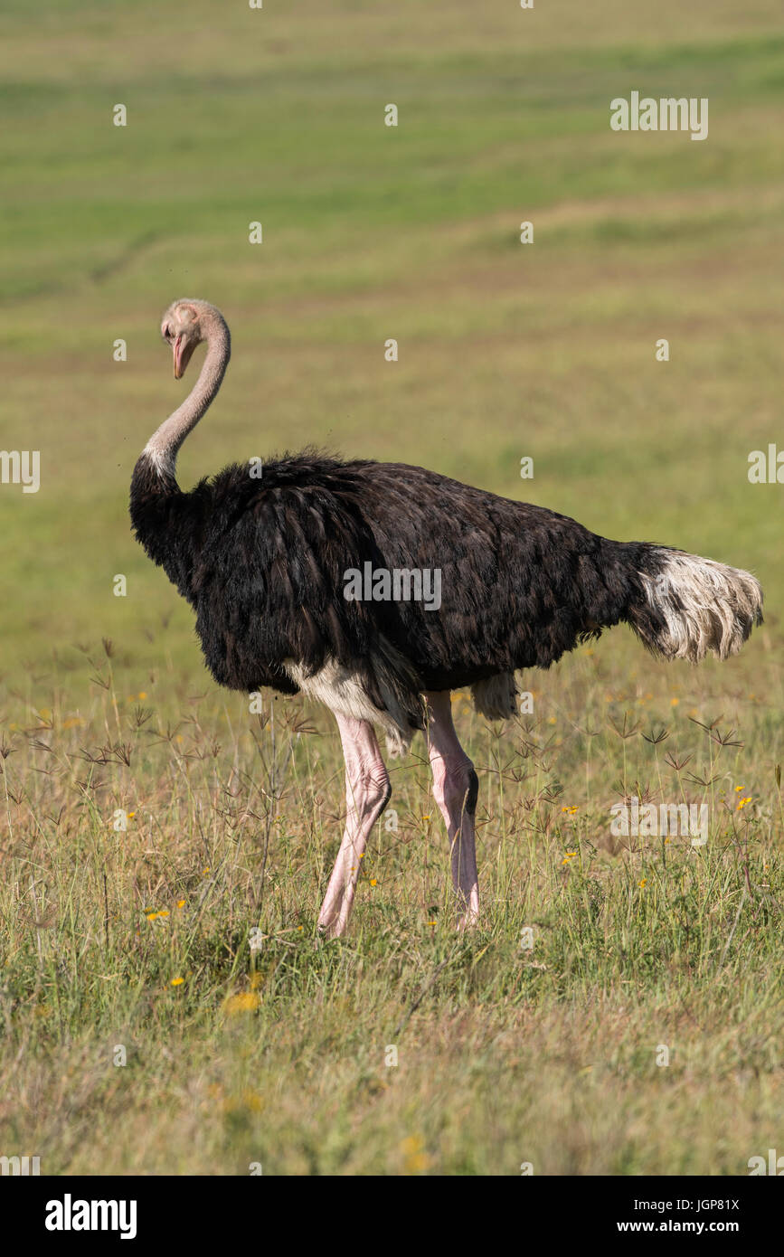 Autruche commune, le cratère du Ngorongoro, en Tanzanie Banque D'Images
