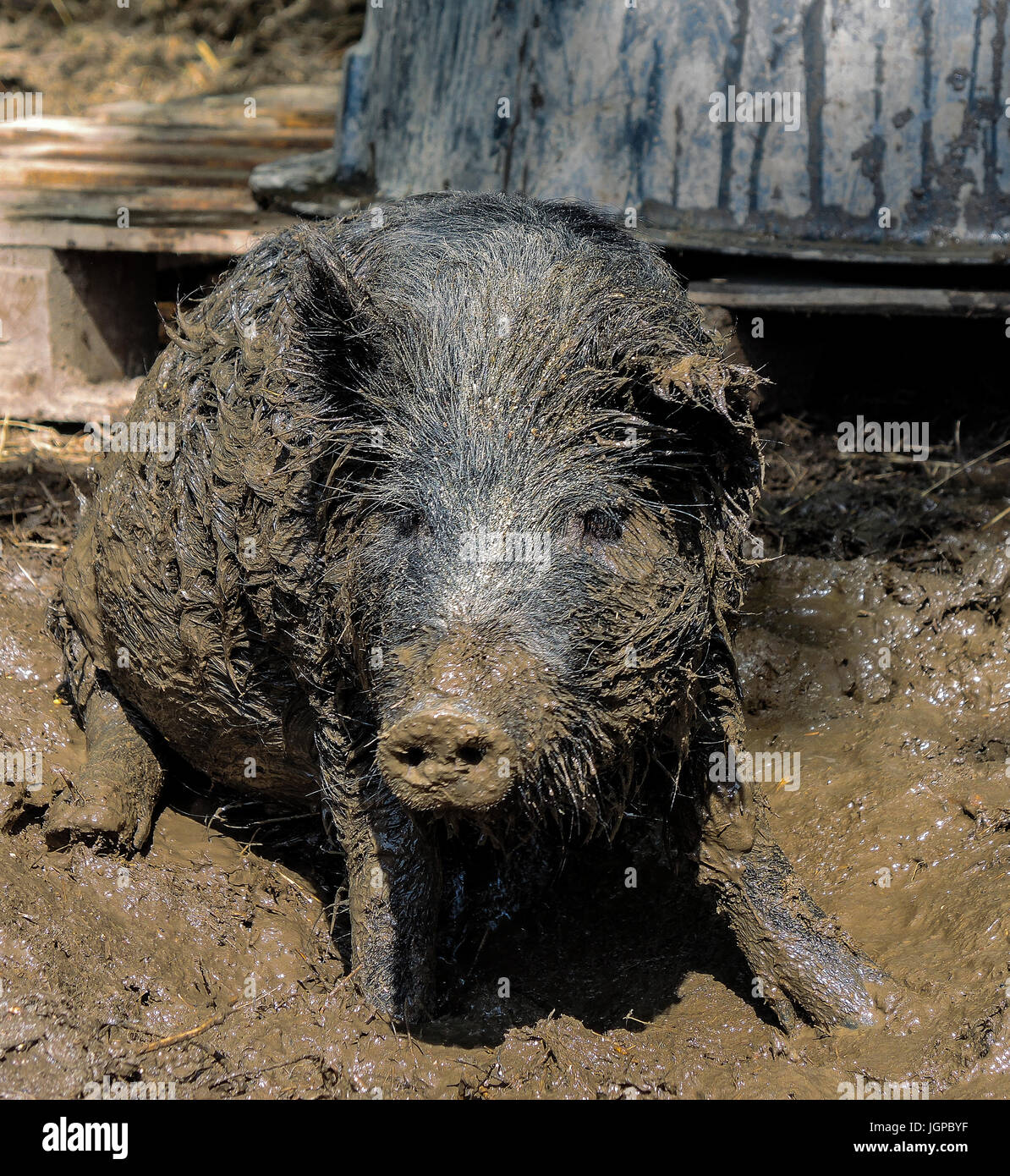 Cochon noir couvert de boue humide Banque D'Images