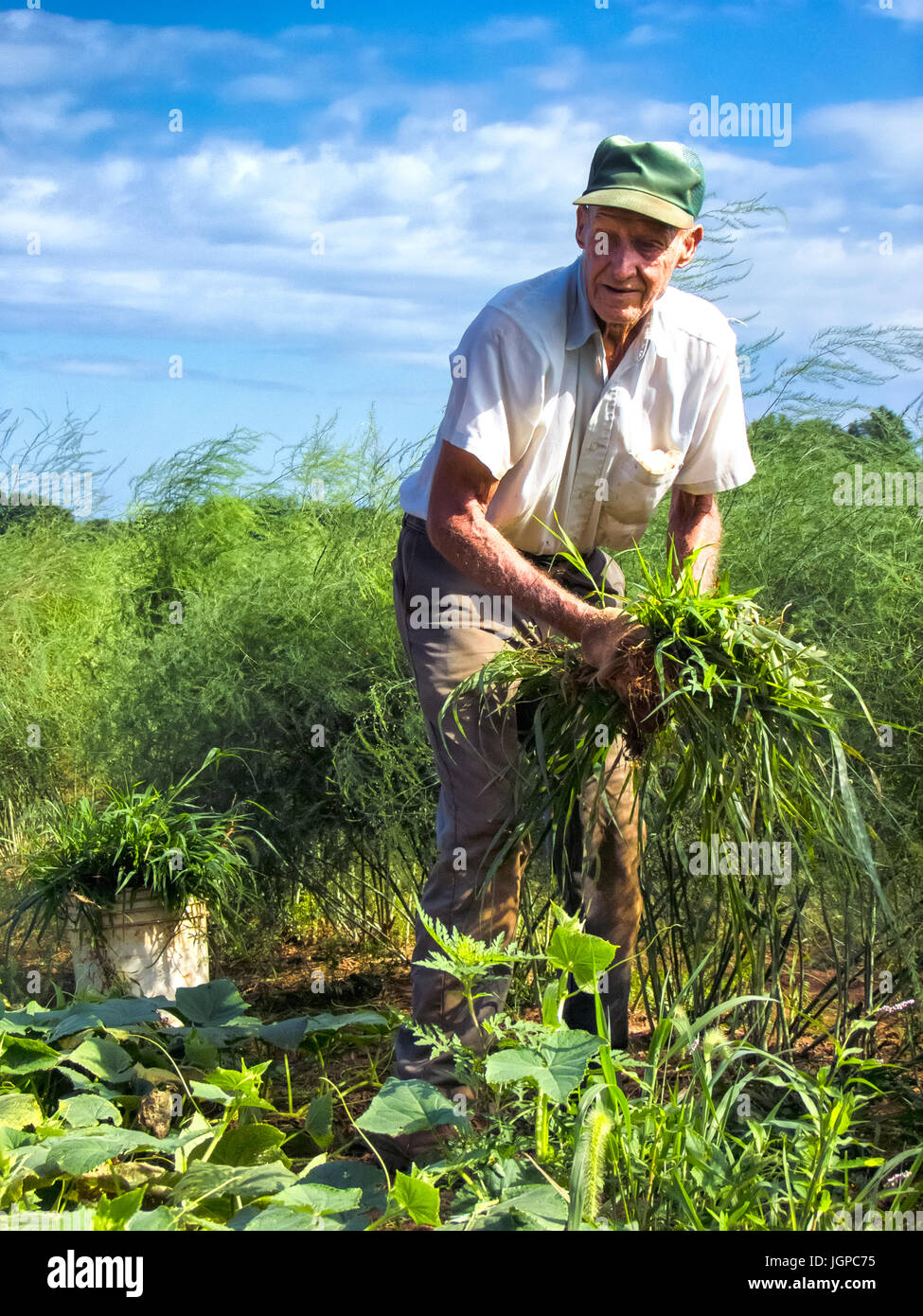 Agriculteur travaillant dans le secteur des Banque D'Images