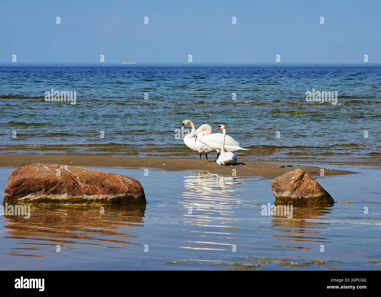 Deux cygnes tuberculés à pied sur le littoral de la Golfe de Finlande de la mer Baltique Banque D'Images