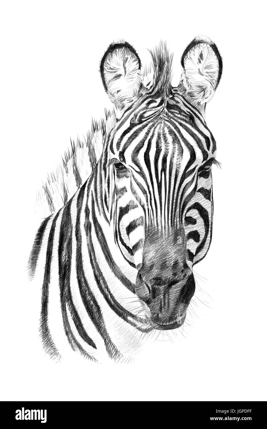 Portrait de zebra dessinée à la main au crayon. Originaux, pas de trace Banque D'Images