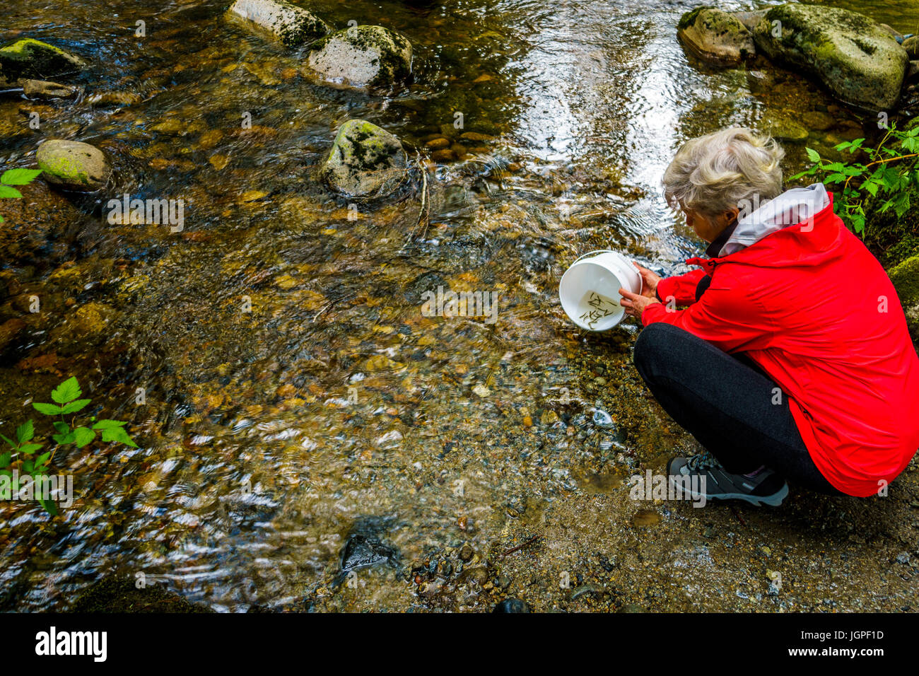 Libération femme Chum frite dans Kanaka Creek à l'écloserie dans Kanaka Creek Regional Park, près de la ville de Maple Ridge en Colombie-Britannique, Canada Banque D'Images