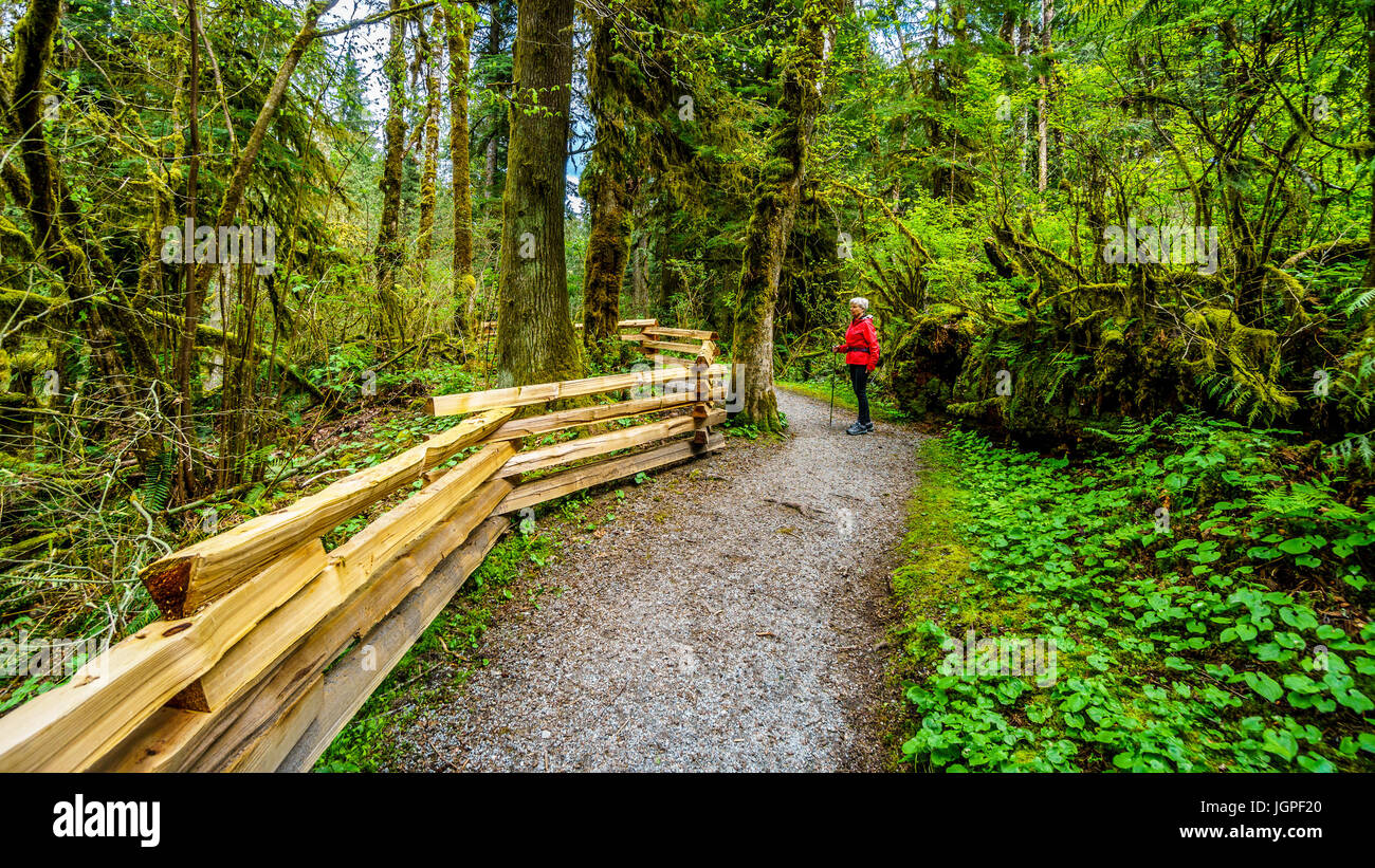 Femme de la randonnée à travers la forêt pluviale tempérée de Kanaka Creek Regional Park, près de la ville de Maple Ridge, dans la magnifique province de la Colombie-Britannique, Canada Banque D'Images