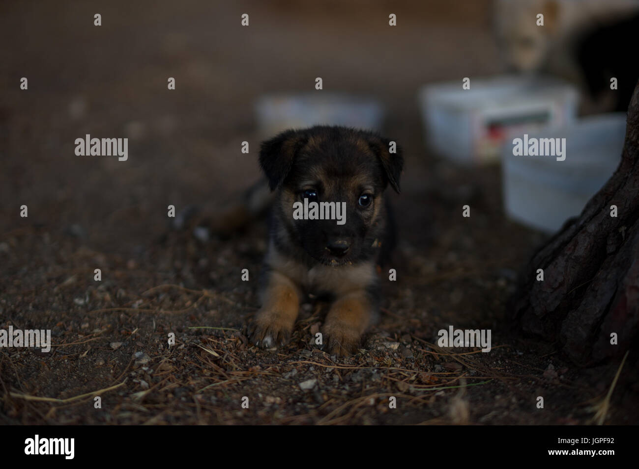 Peu l'allemand shepard Banque D'Images
