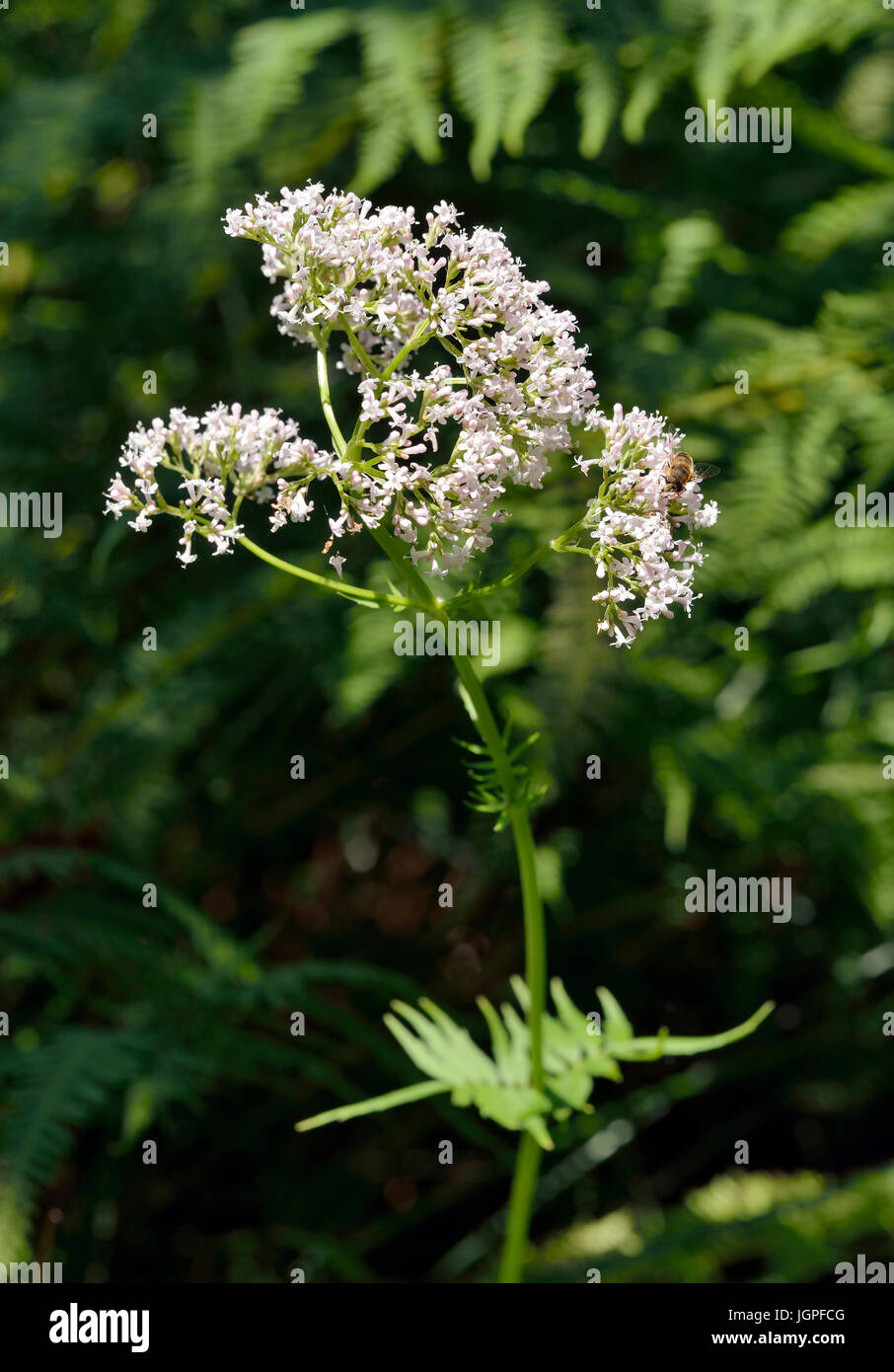 Valériane - Valeriana officinalis commune avec femelle hoverfly - Eristalis pertinax extraits utilisés pour traiter l'Insomnie Banque D'Images