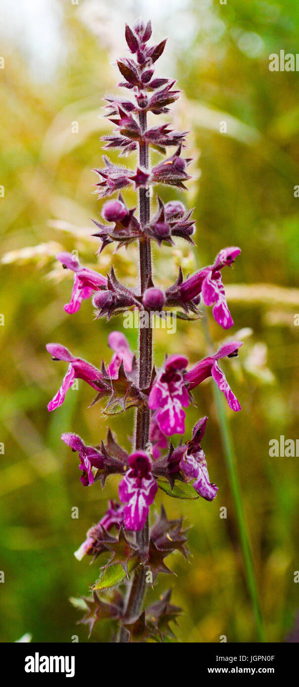 Jolie Hedge Woundwort (Stachys sylvatica) Haie végétale ortie, fleurs violettes. Banque D'Images