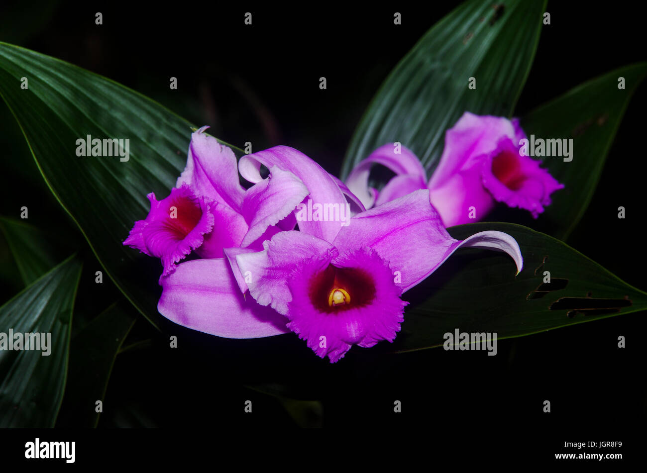 Sobralia decora belle orchidée rose image prise au Panama Banque D'Images