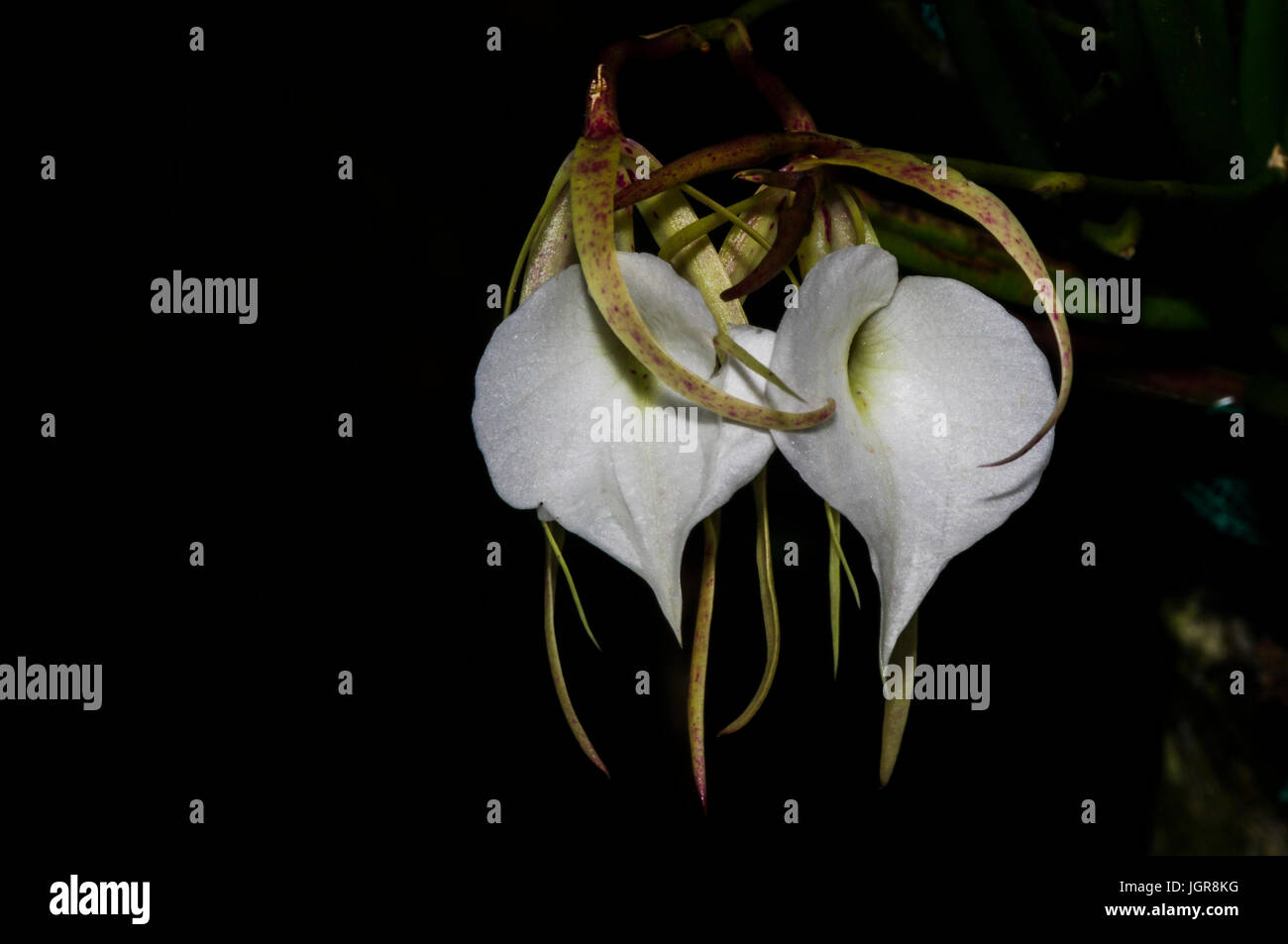 Brassavola nodosa, également appelé Dame de la nuit orchid fleur blanche Banque D'Images