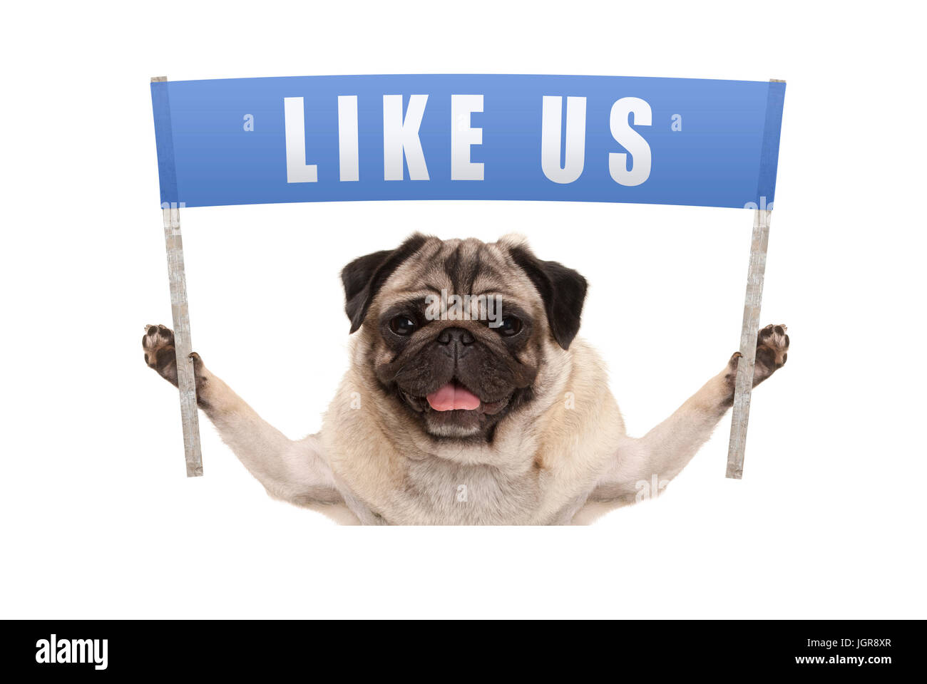 Chiot pug dog holding up bandeau bleu avec du texte comme nous sur les médias sociaux, isolé sur fond blanc Banque D'Images