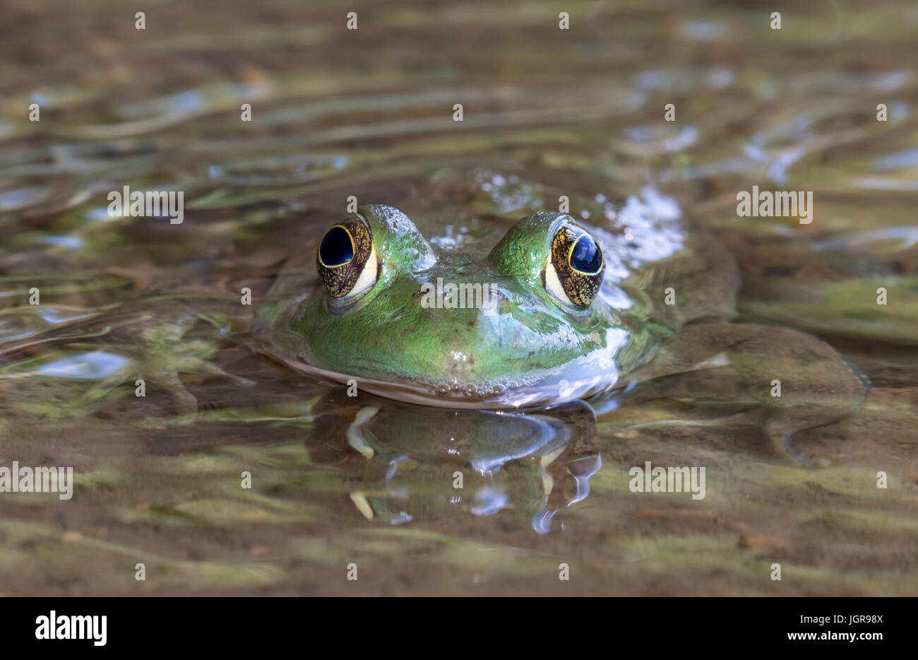 (Lithobates catesbeianus grenouille taureau américain ou Rana catesbeiana) dans l'eau, Point Ledges State Park, Iowa, États-Unis. Banque D'Images