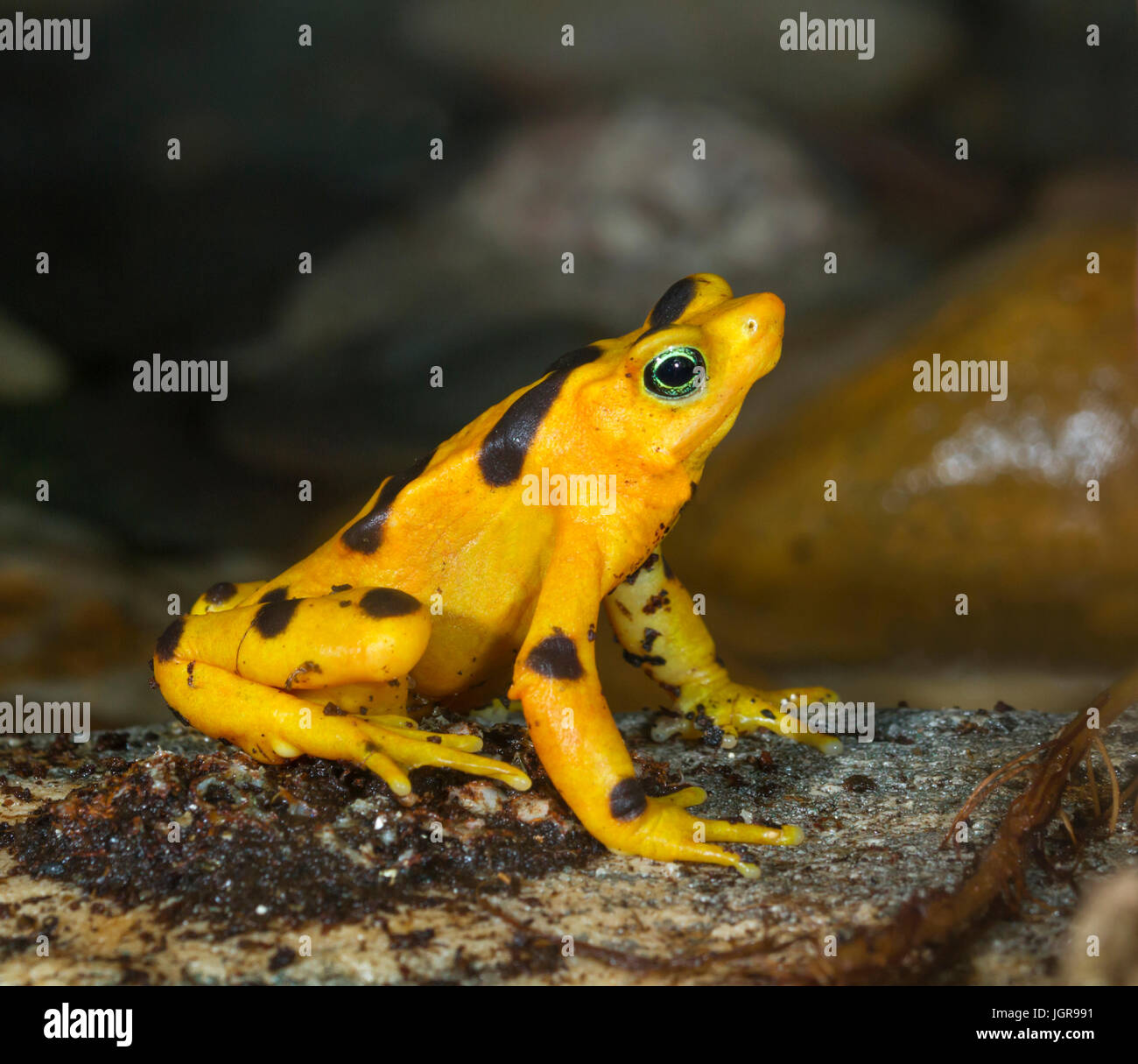 La disparition de Zetek panaméen golden frog (Atelopus zeteki), captive (originaire de forêts brumeuses de Panama, Amérique centrale) Banque D'Images