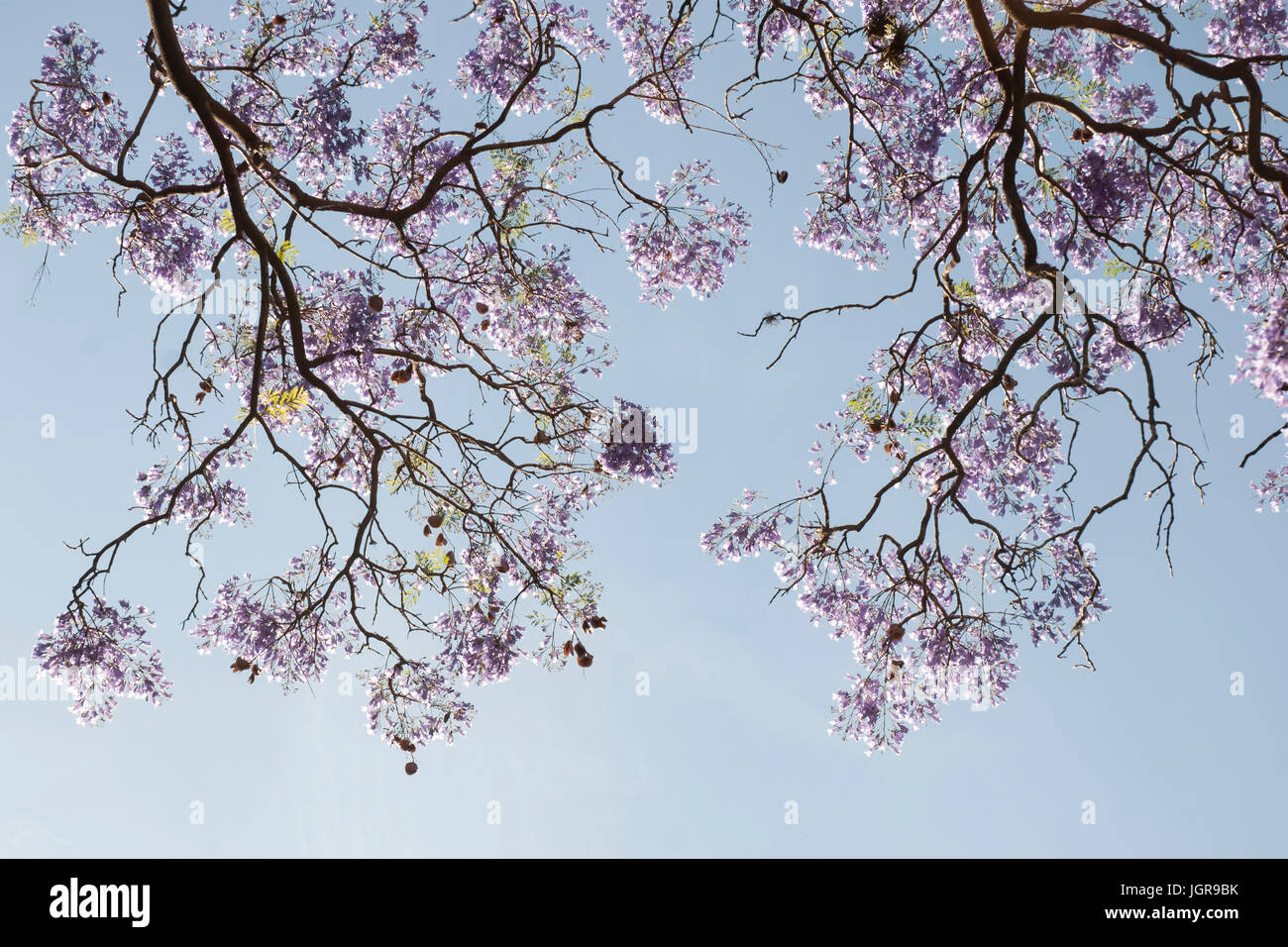 Fleur qui s'épanouit sur bleu jacaranda tree against a blue sky, jacaranda mimosifolia. L'Argentine, l'Amérique du Sud Banque D'Images