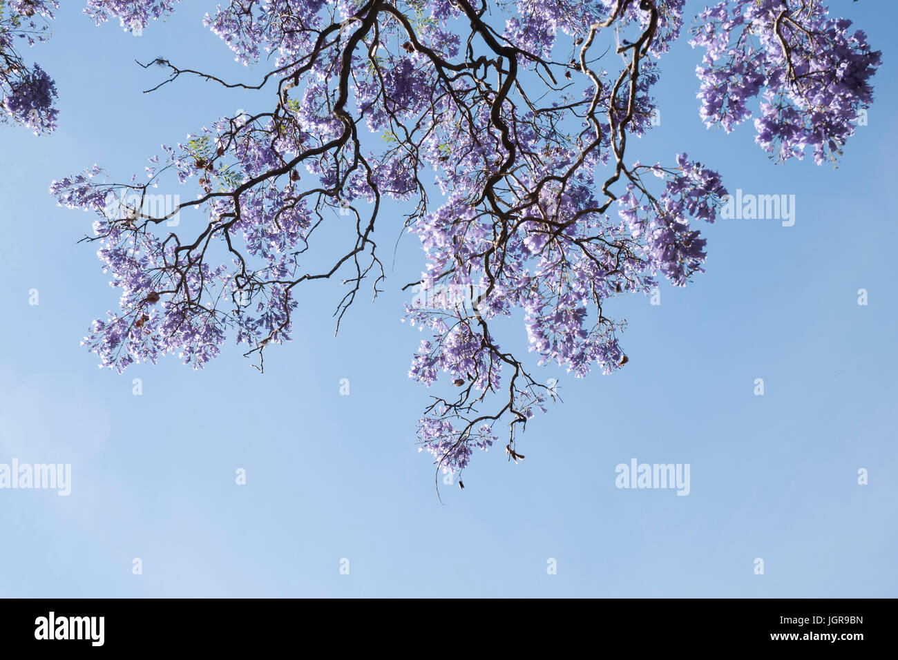 Fleur qui s'épanouit sur bleu jacaranda tree against a blue sky, jacaranda mimosifolia. L'Argentine, l'Amérique du Sud Banque D'Images