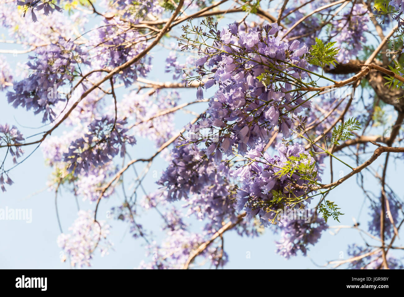 Fleur qui s'épanouit sur bleu, arbre jacaranda jacaranda mimosifolia. L'Argentine, l'Amérique du Sud Banque D'Images