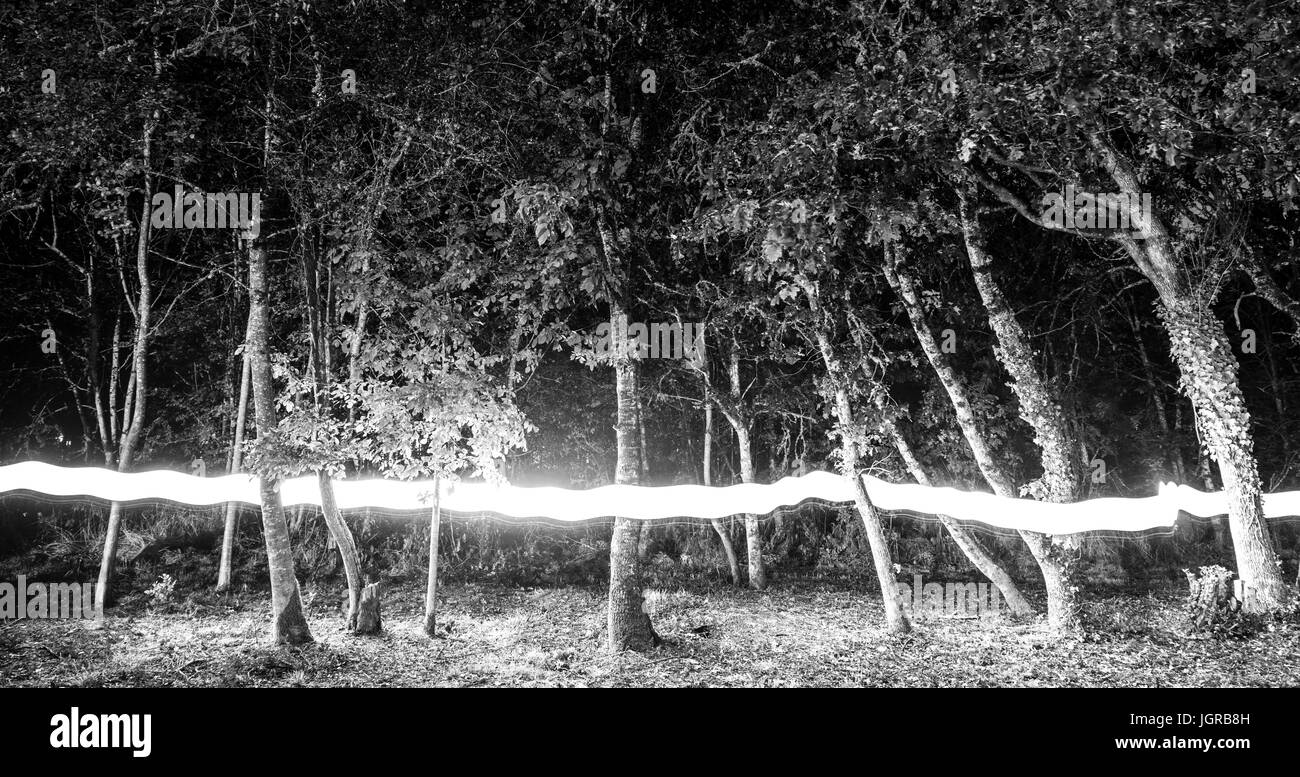 Forêt avec lightpainting Banque D'Images