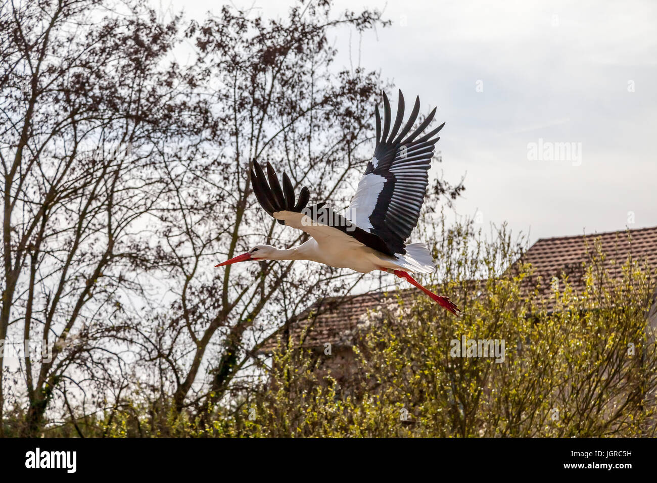 Porc blanc dans l'air. Alsace, France. Banque D'Images