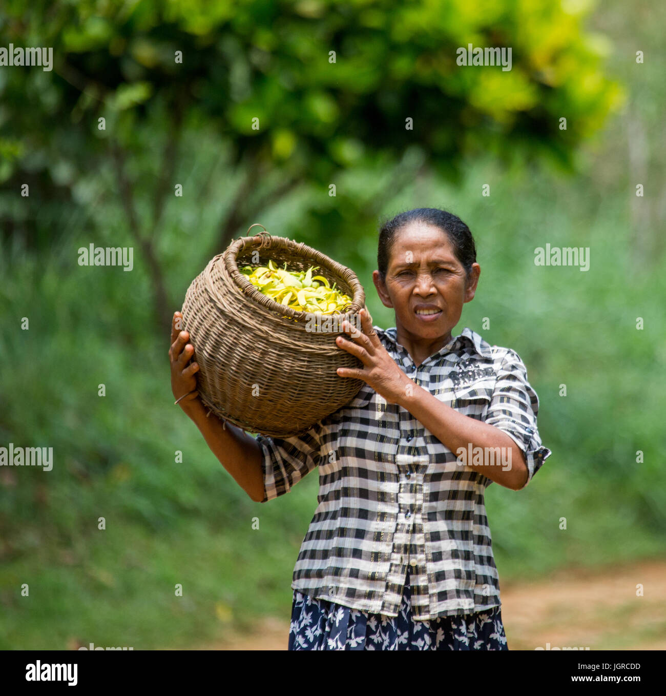 MADAGASCAR, NOSY BE - décembre 6, 2014 : La femme porte un panier avec de l'ylang-ylang. Plantation d'ylang-ylang. Banque D'Images