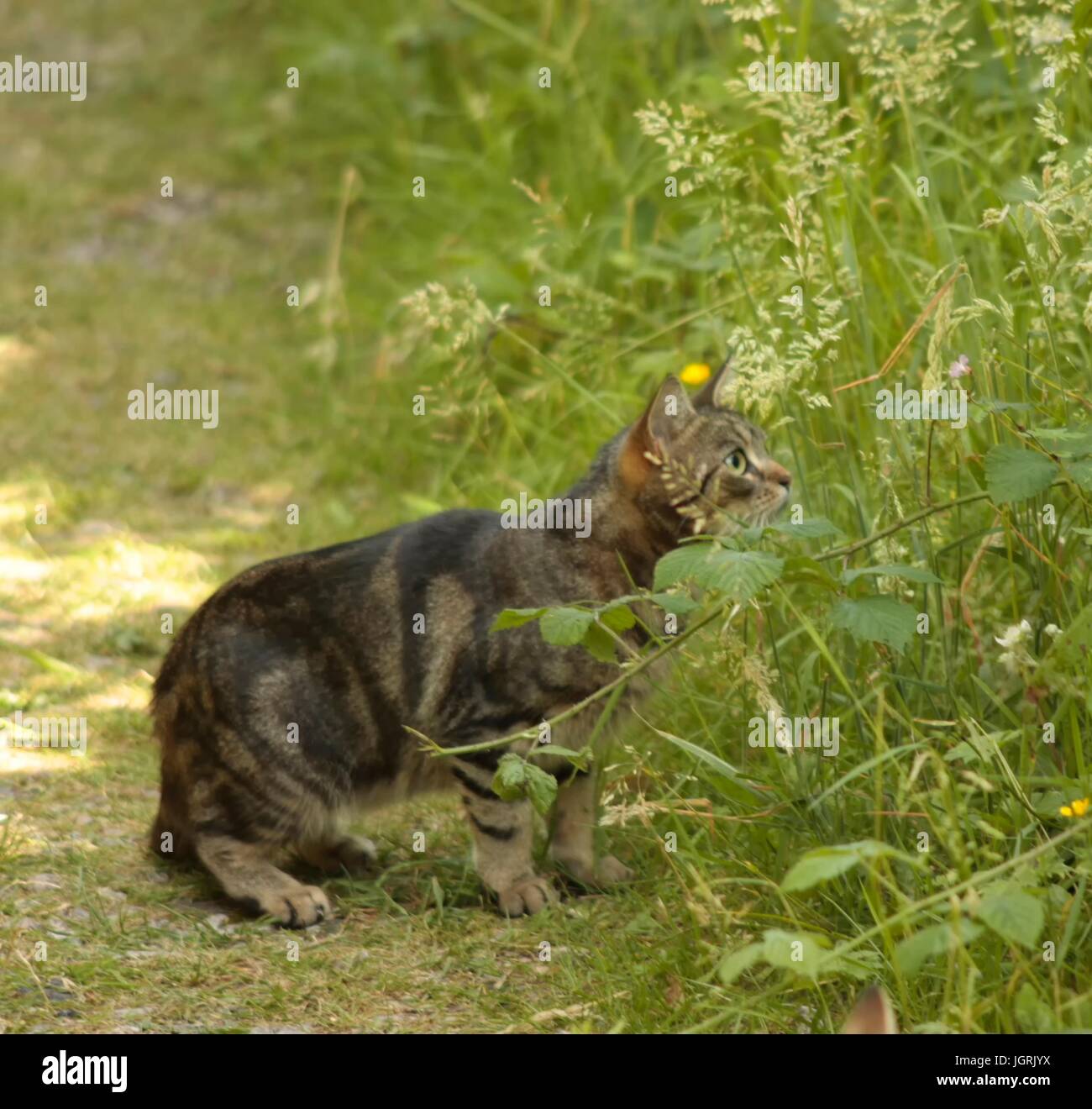 Chat tabby femelle isolée à l'extérieur, et l'herbe verte par quelques curieux Banque D'Images