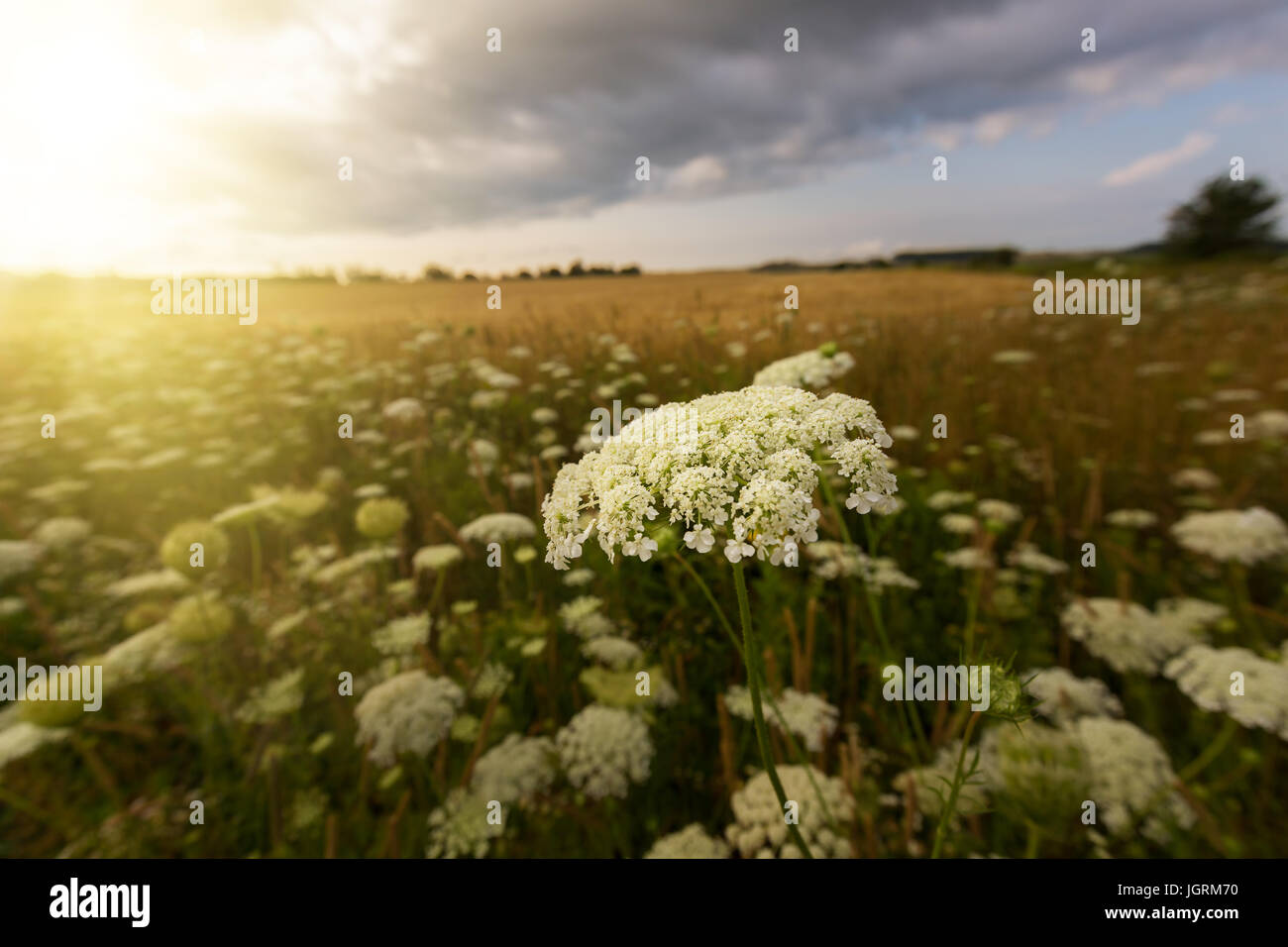 Queen Anne's lace, une fleur sauvage de l'Amérique du Nord, grandissant dans l'Amérique rurale. Banque D'Images