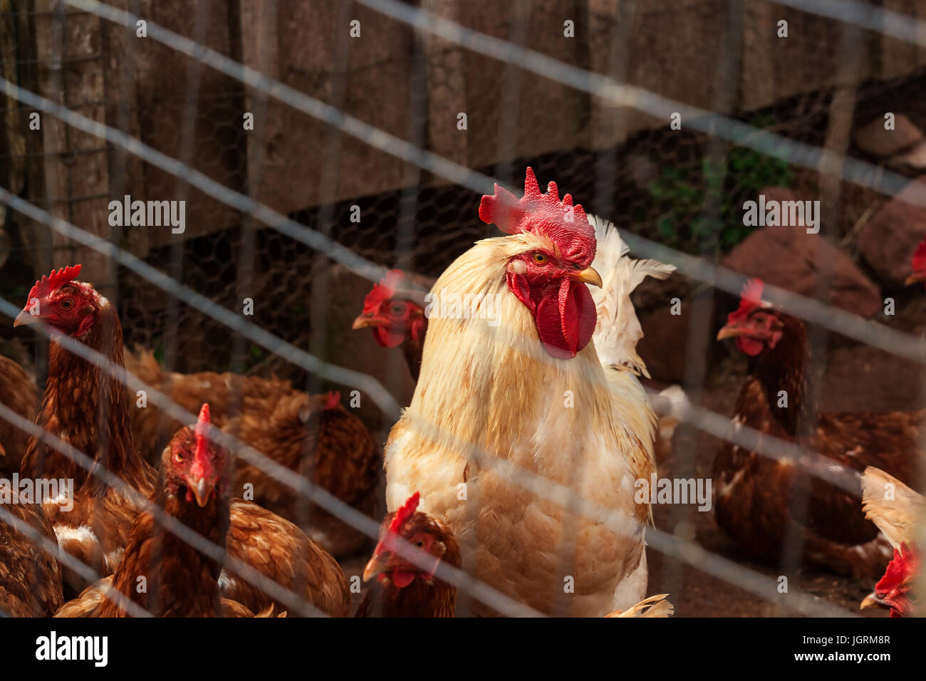 Une rangeRooster et poulets dans un poulailler. Banque D'Images