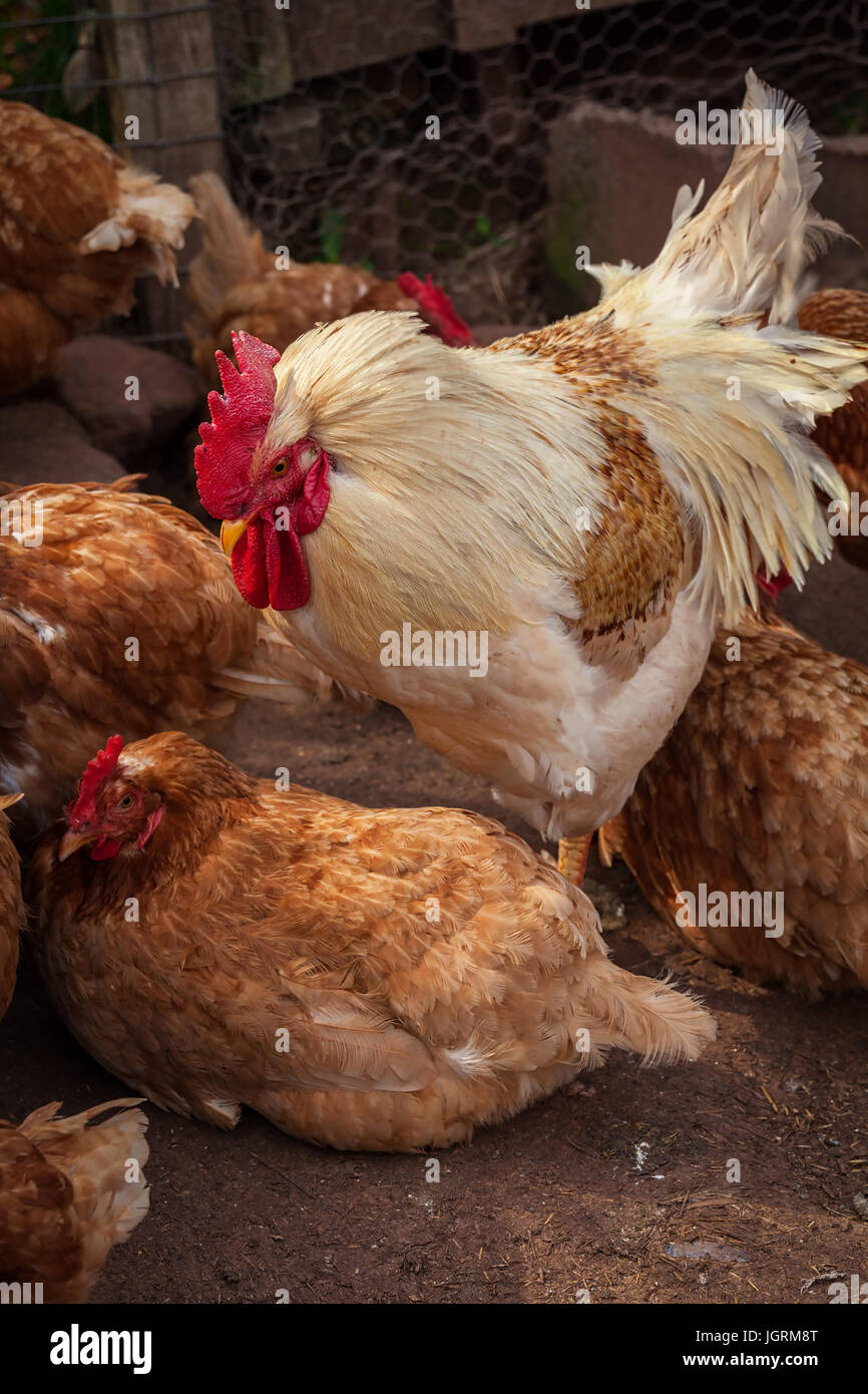 Une rangeRooster et poulets dans un poulailler. Banque D'Images