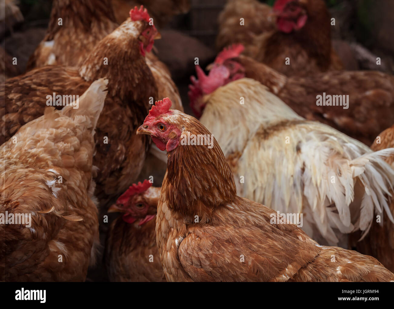 Une rangeRooster et poulets dans un poulailler. Banque D'Images